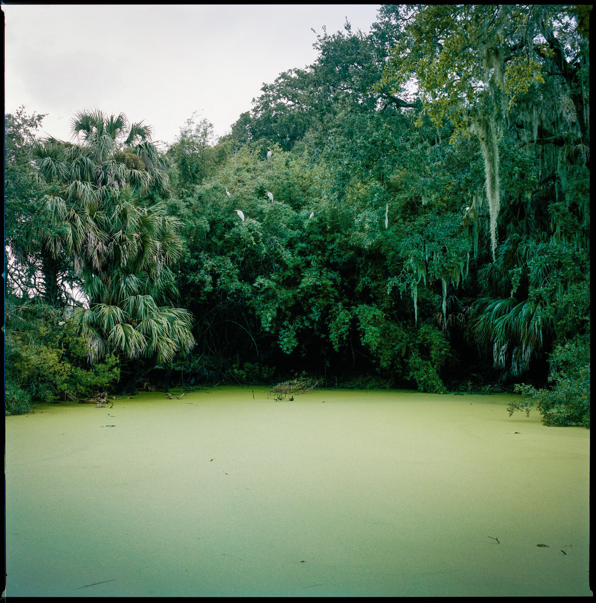 Freshwater Pond, Plum Orchard, 2017