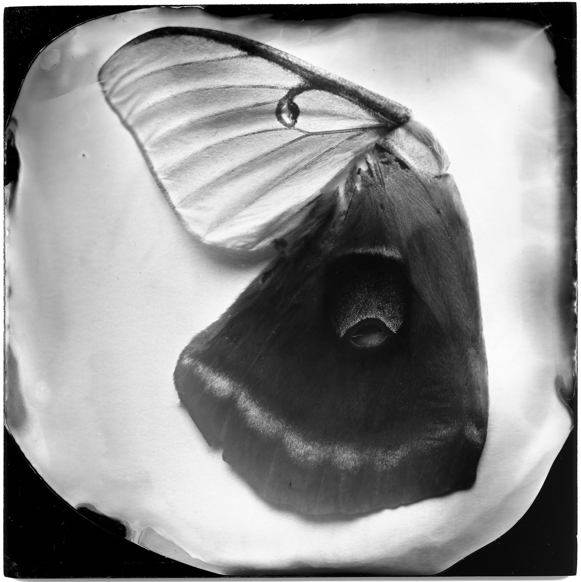 Moth Wings (female luna, male polyphemus), 19th century, 2008, ambrotype, 7.25x7.25"