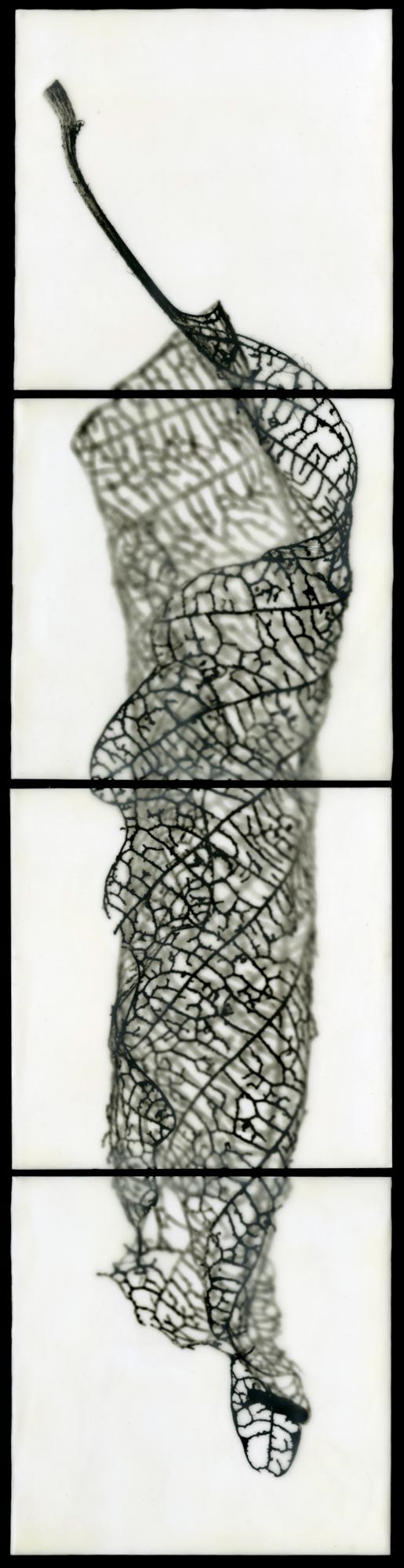 Skeletal Leaf, 2009, 40x10"