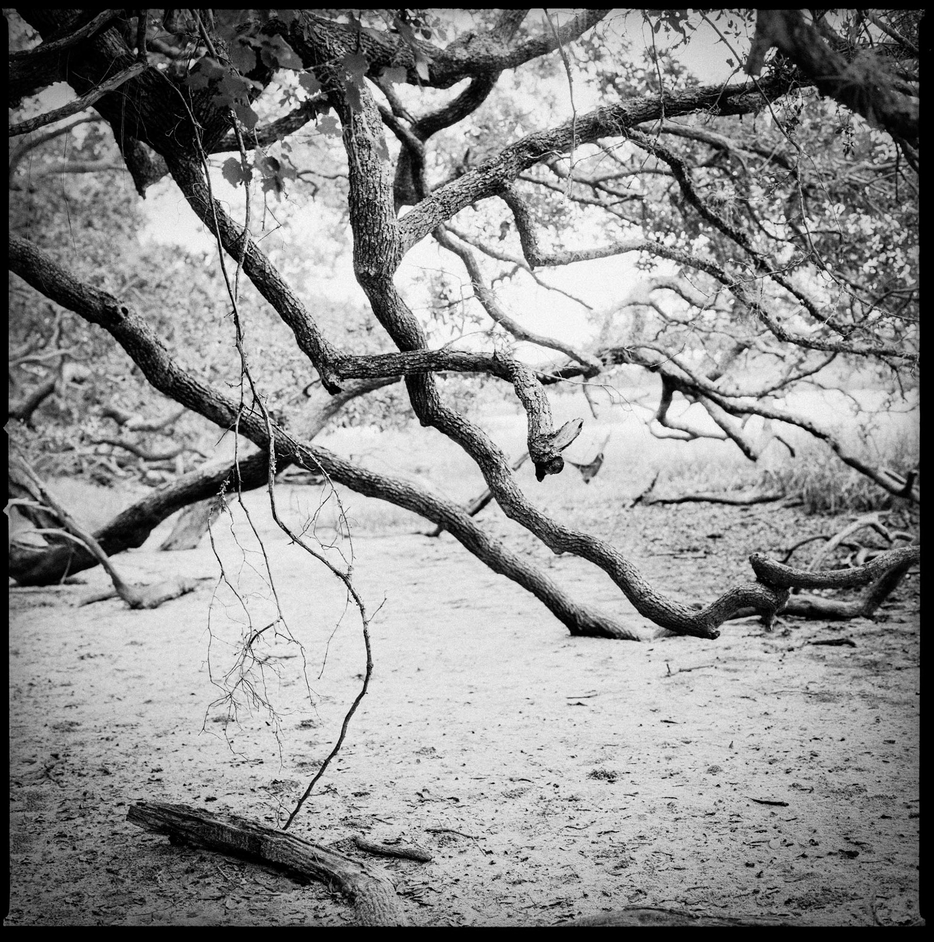 Live Oak Branches at Marsh Edge, Dungeness, 2016