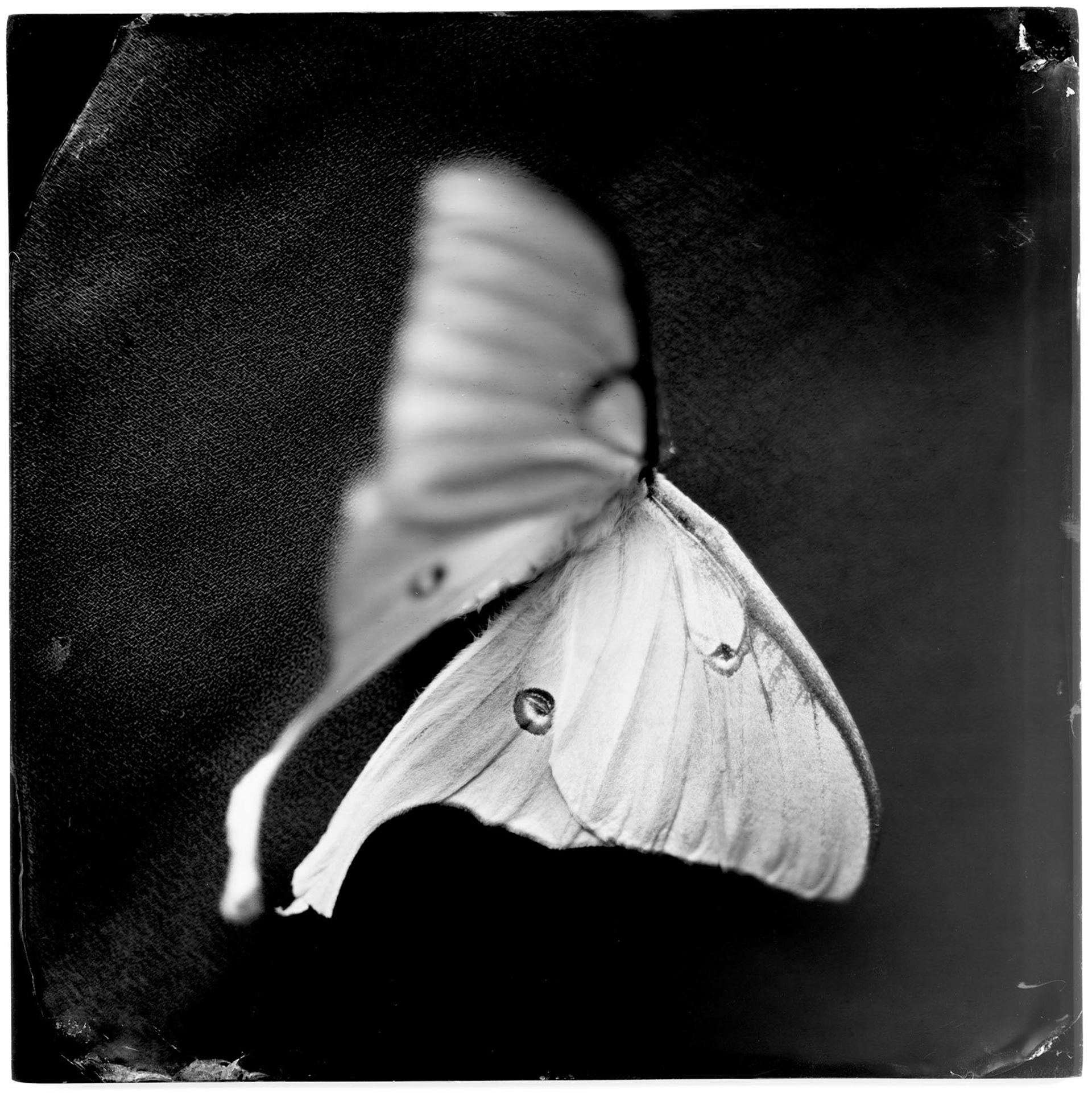 Actias Luna II (luna moth) 19th century, 2008, ambrotype, 7.25x7.25"
