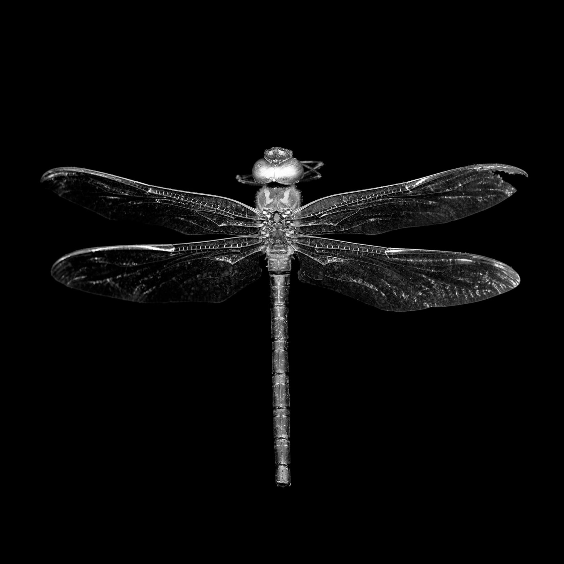 Odonata epiprocta (dragonfly), 21st century, 2008, archival pigment print, 40x40"