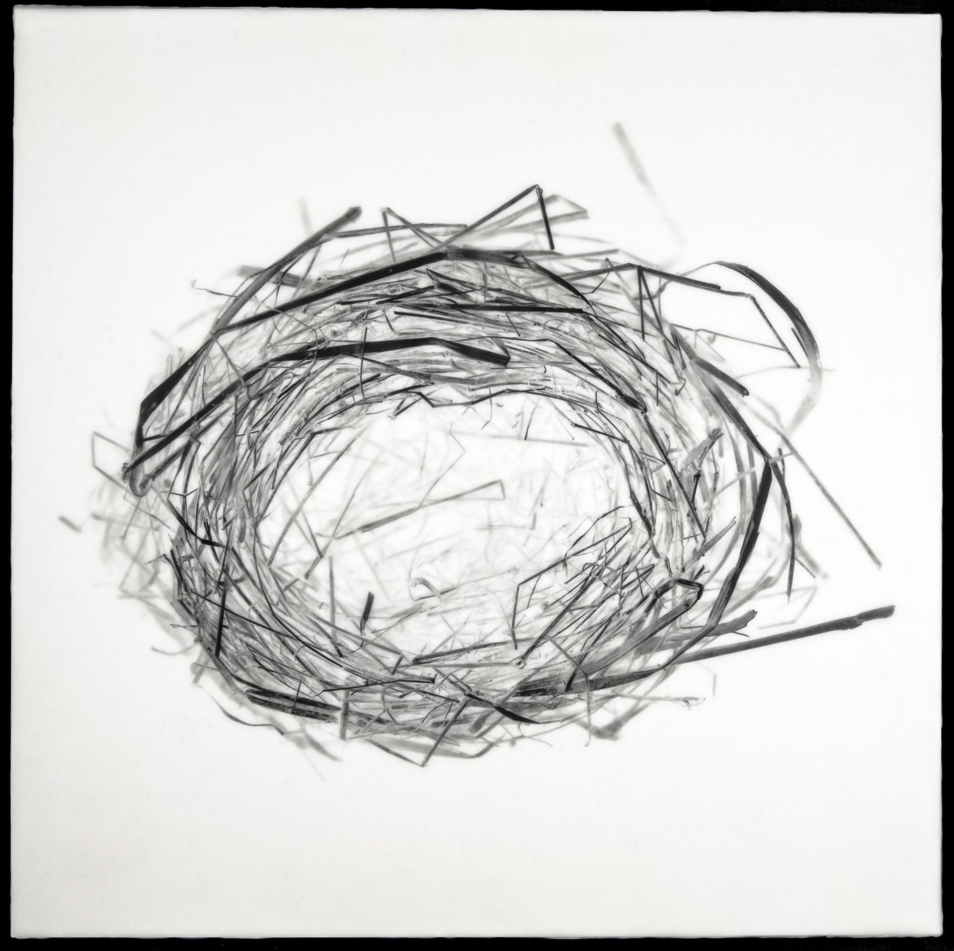 Nest XVI, 2012, 16x16"