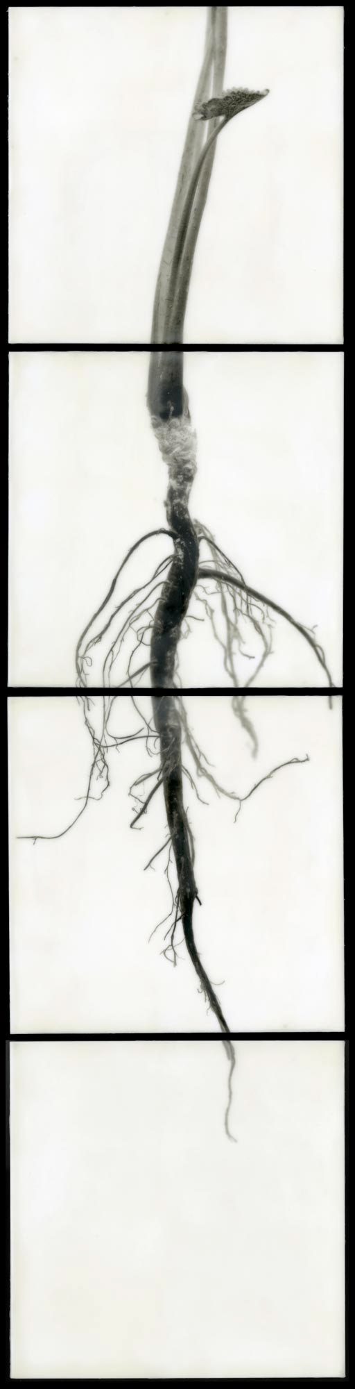 Root II, 2010, 40x10"