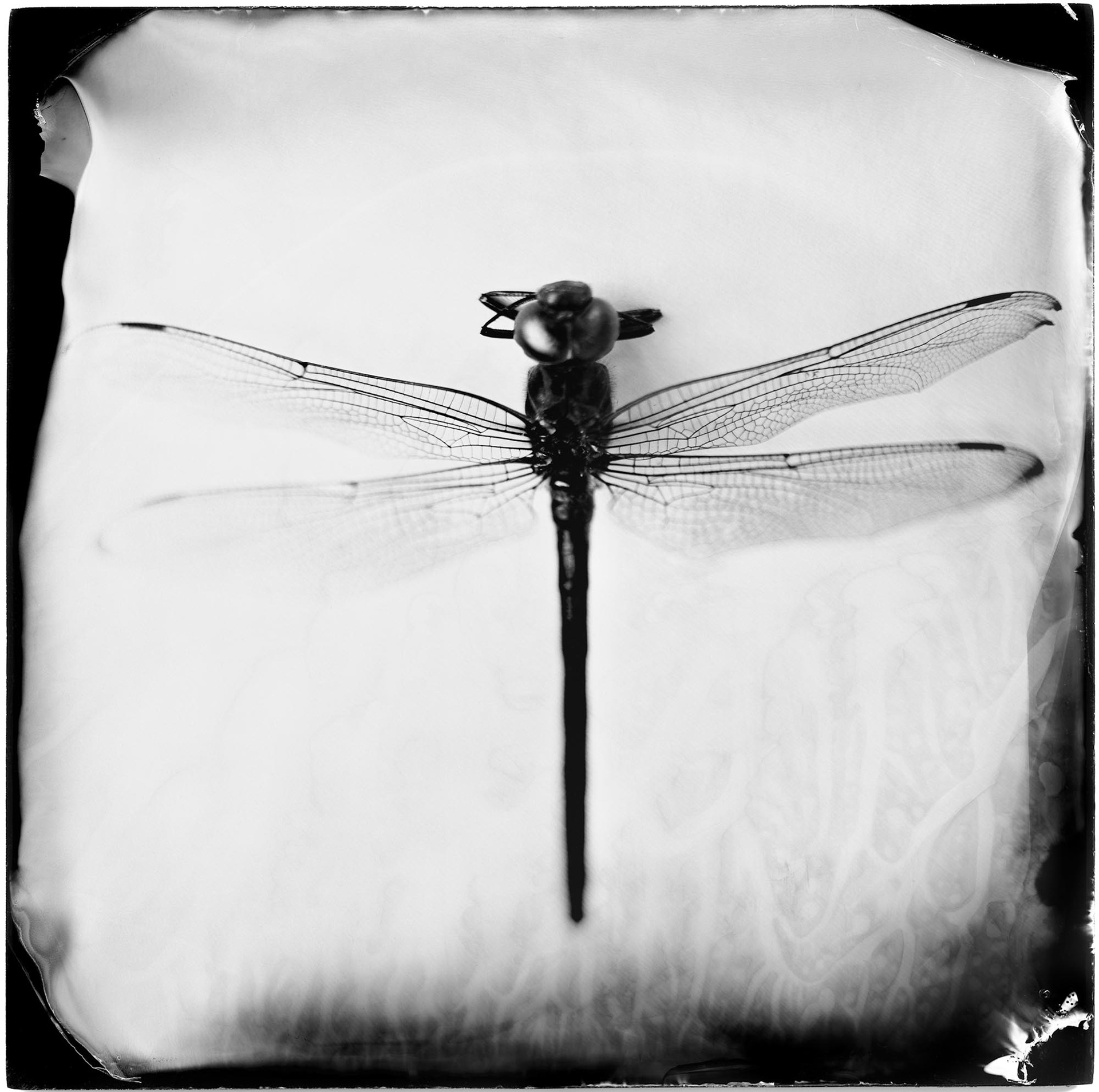 Odonata epiprocta (dragonfly), 19th century, 2007, ambrotype, 7.25x7.25"