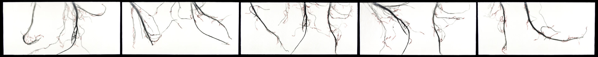 My Grandmother's Roots (turnips), 2012, 10x110"