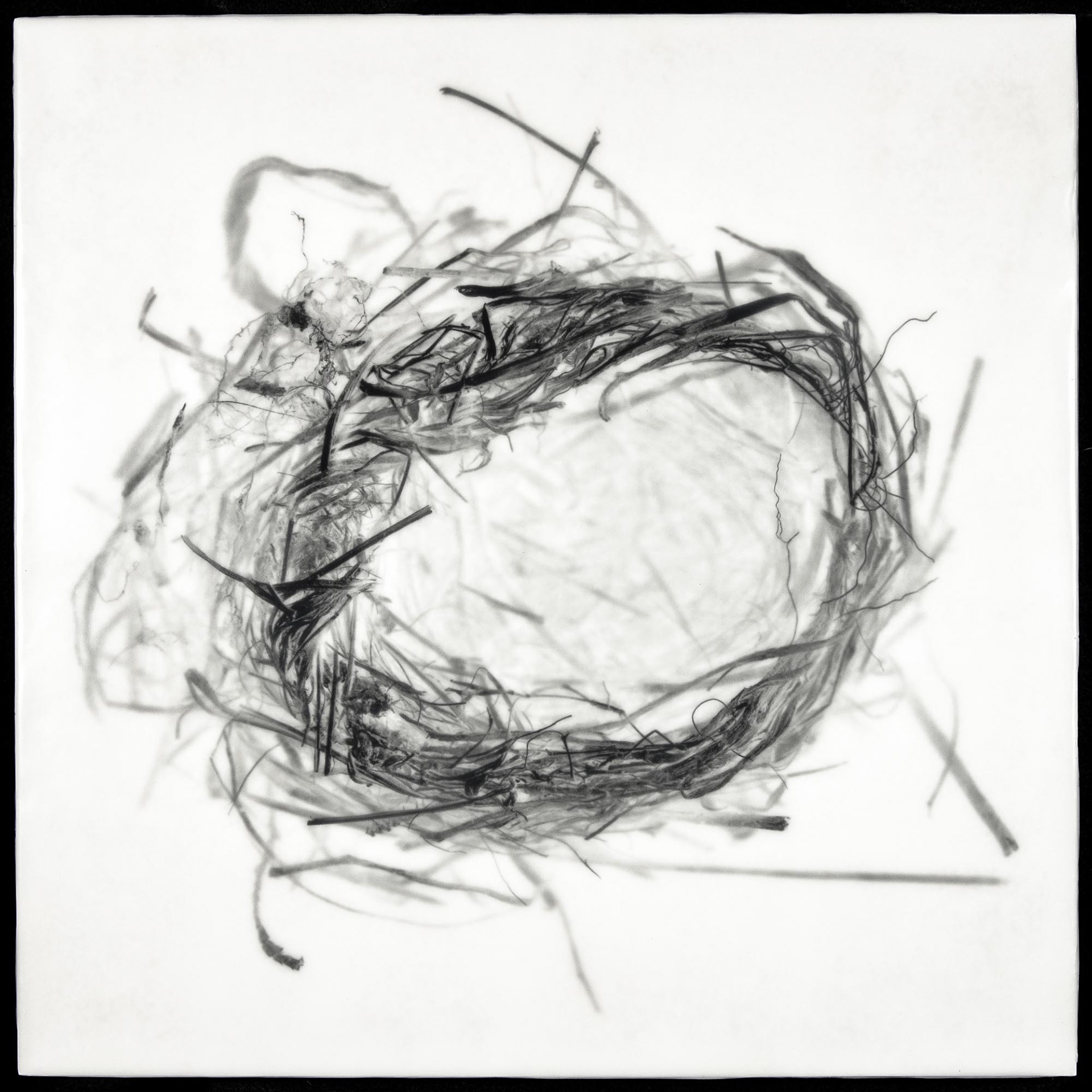 Nest XVII, 2012, 16x16"
