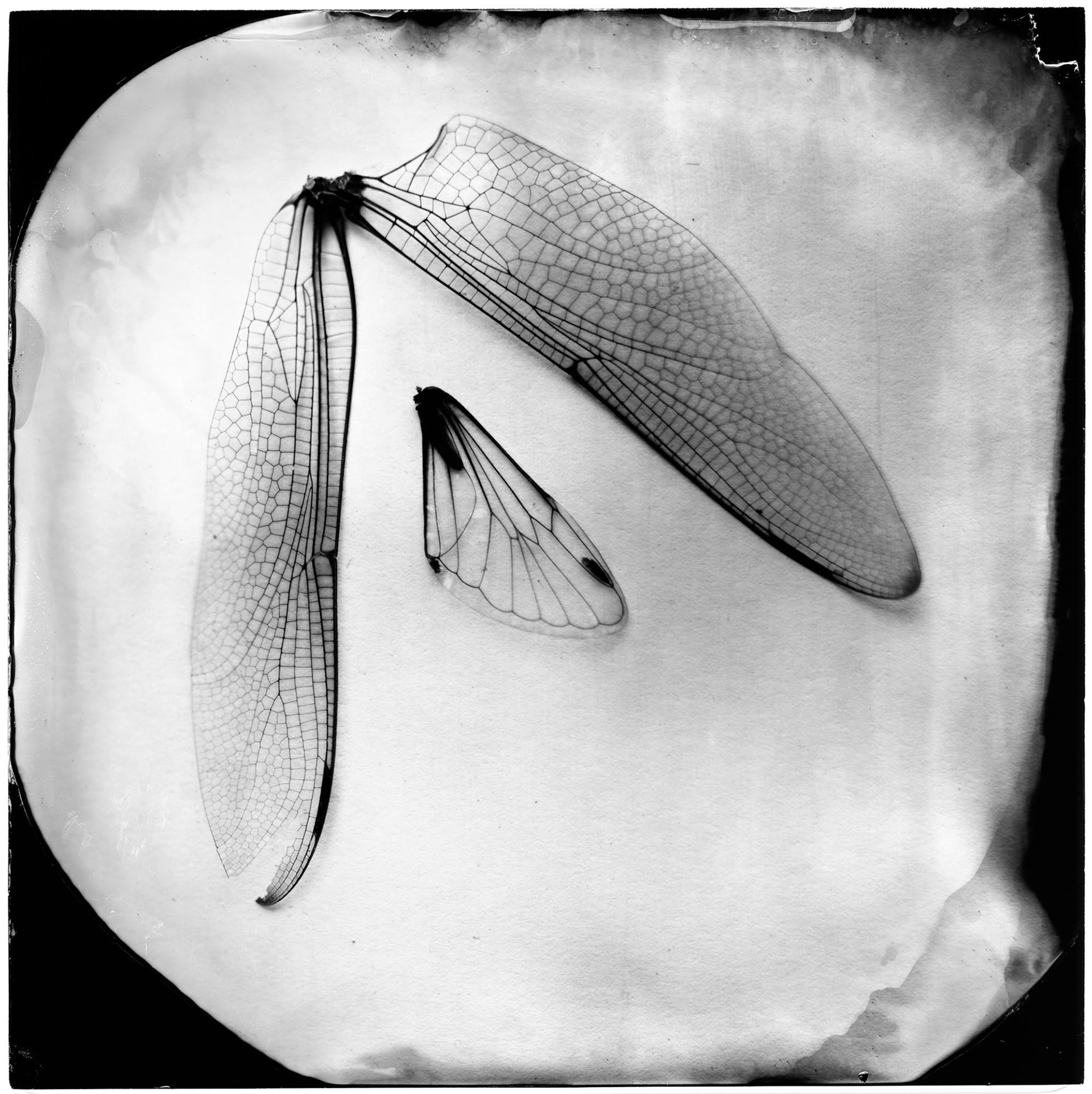 Dragonfly and Cicada Wings, 19th century, 2008, ambrotype, 7.25x7.25"