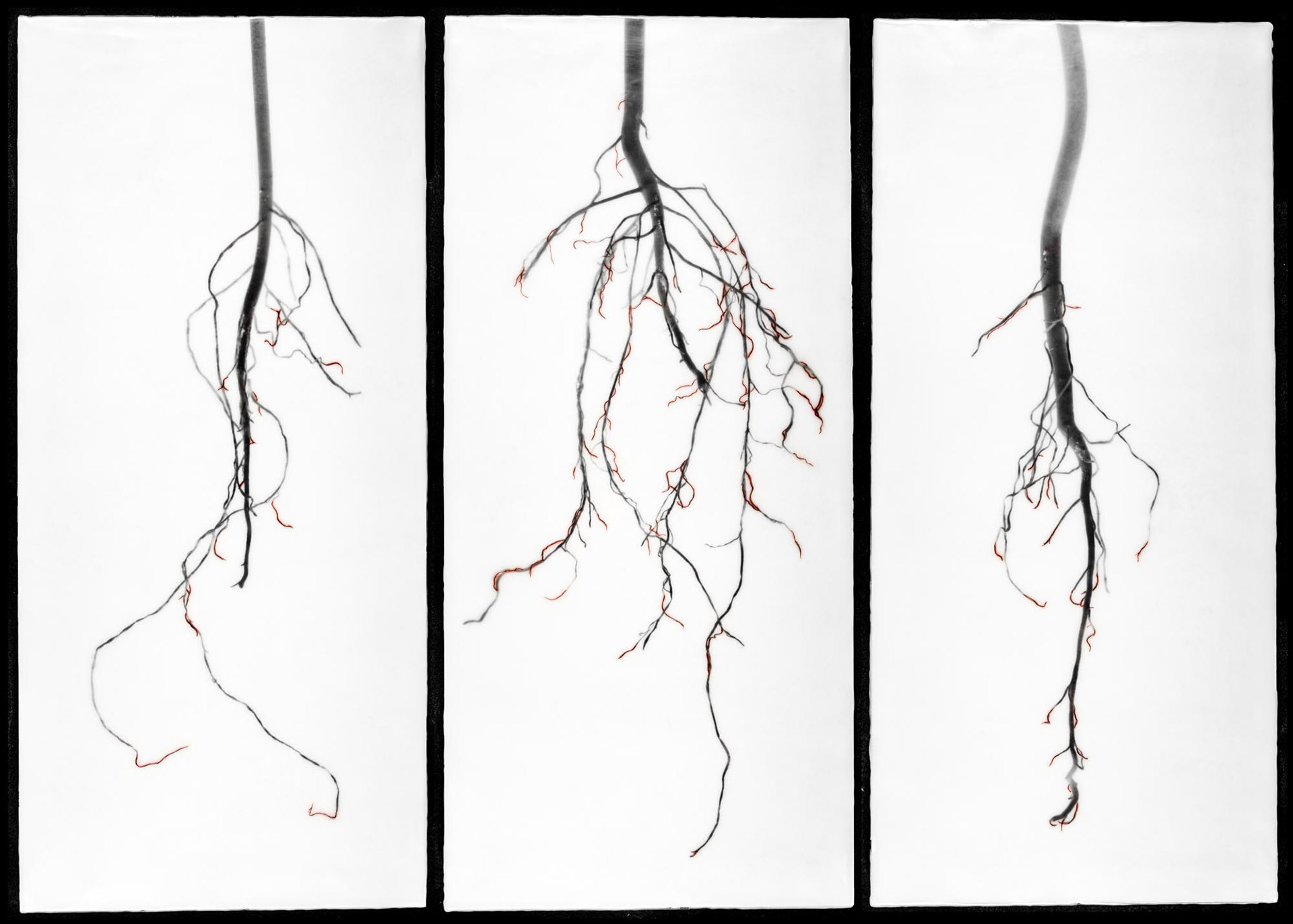 Untitled (morning glory triptych), 2013, 22x30"