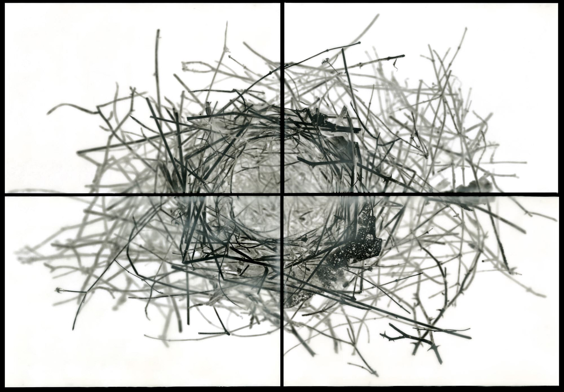 Nest IV, 2010, 24x36"