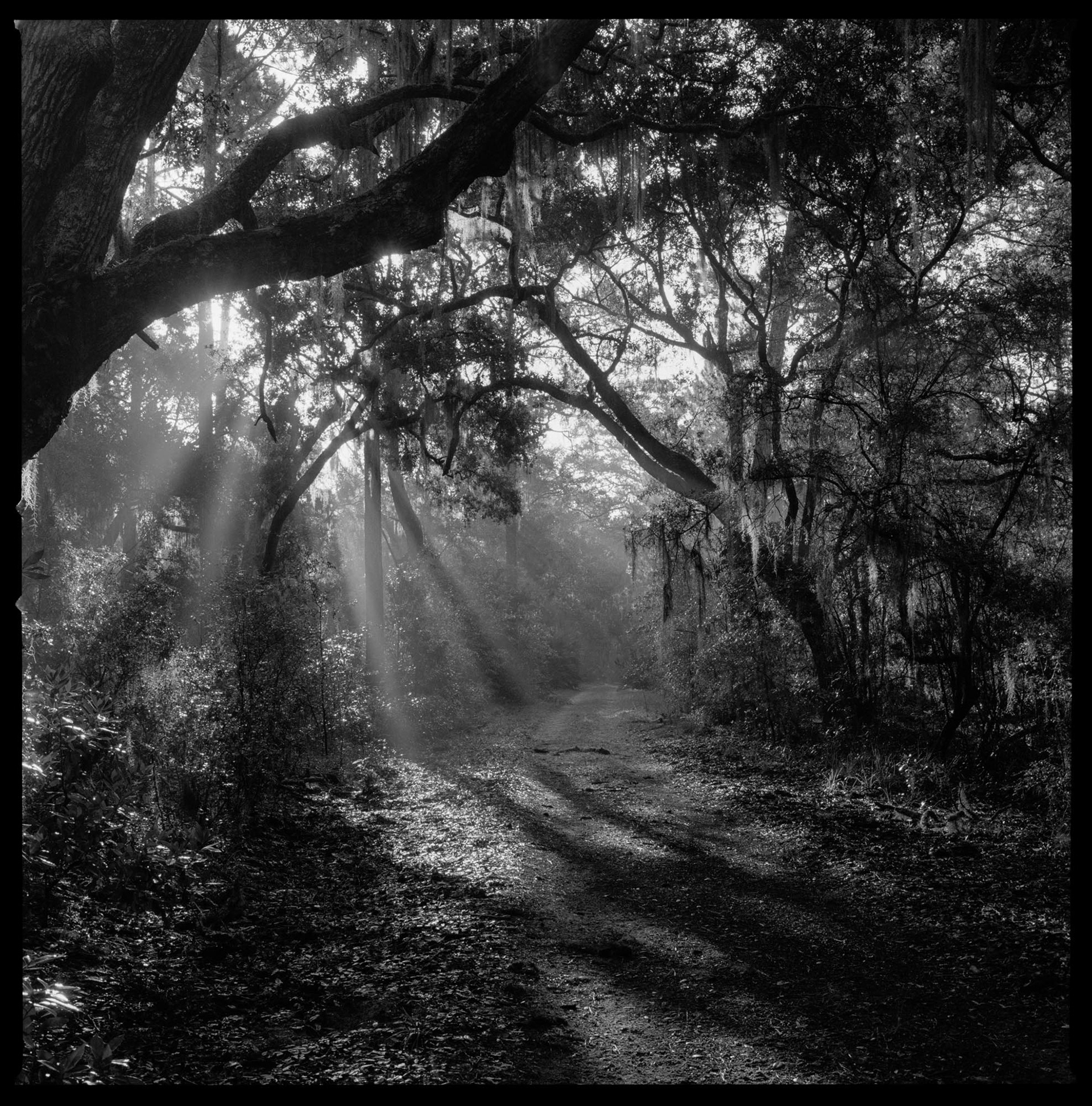 South Cut at Killman Field Trail Crossing, Dawn, 2017