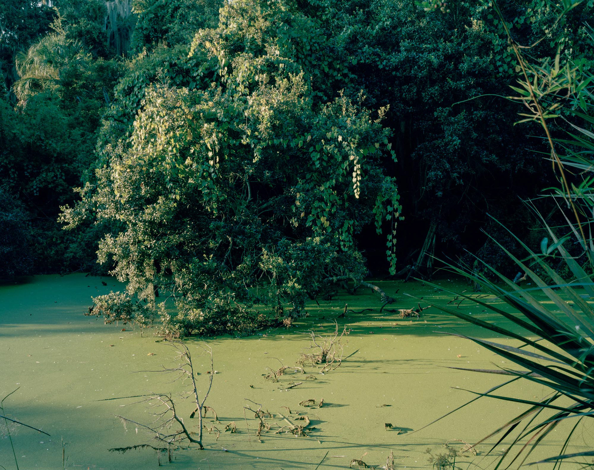 Freshwater Pond, Plum Orchard, 2019 (taken in collaboration with Emily J. Gómez)