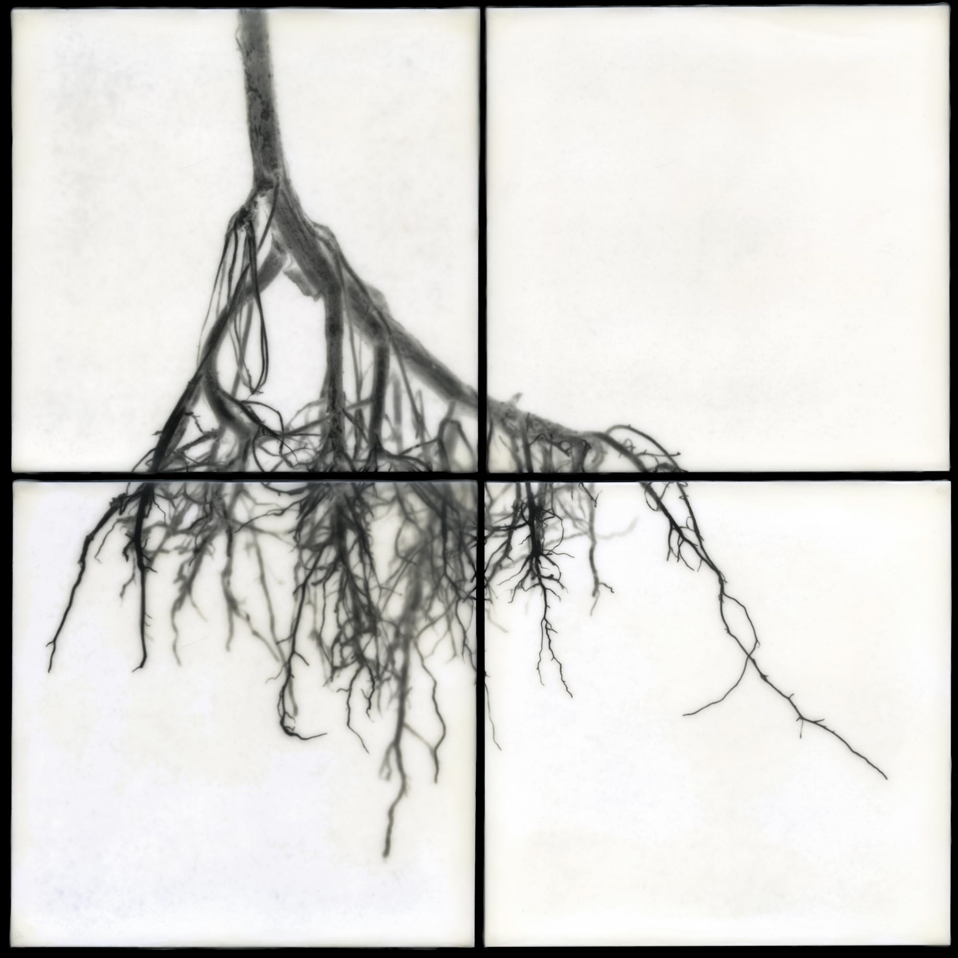 Root III, 2011, 32x32"