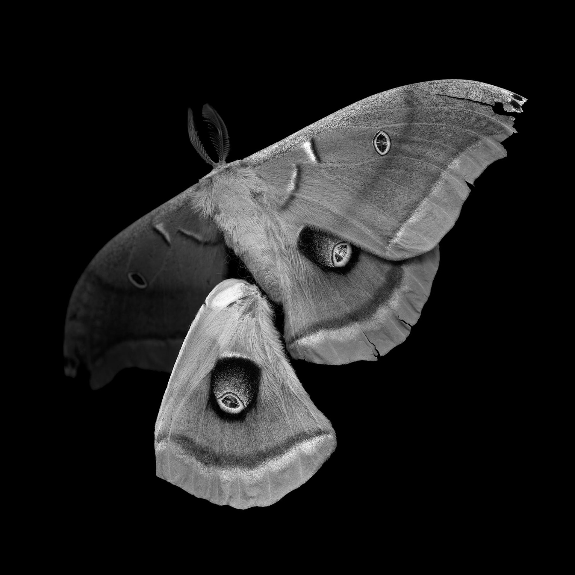 Antheraea polyphemus (polyphemus moth), 21st century, 2007, archival pigment print, 40x40"
