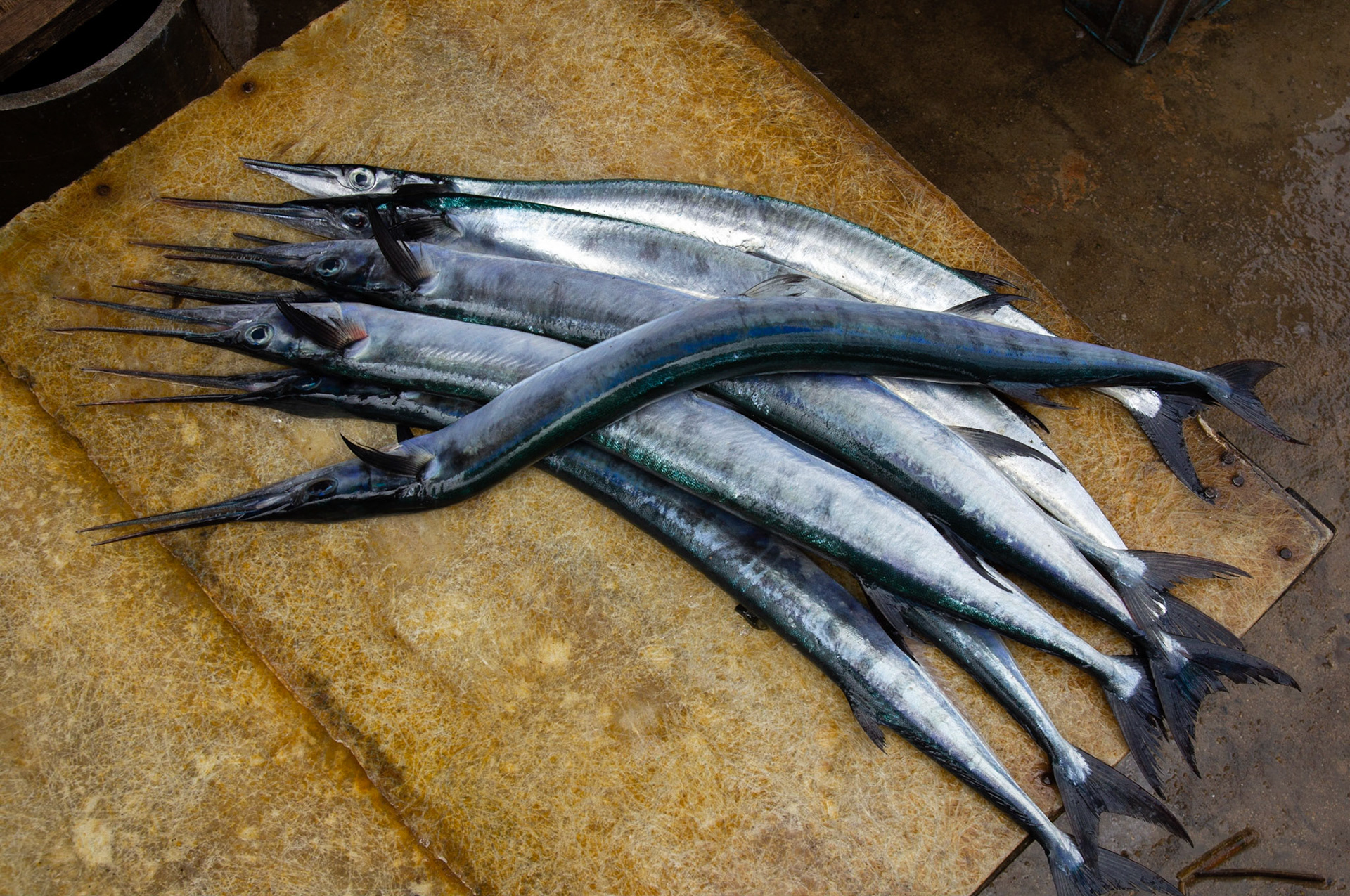 Thank you for all the fish
