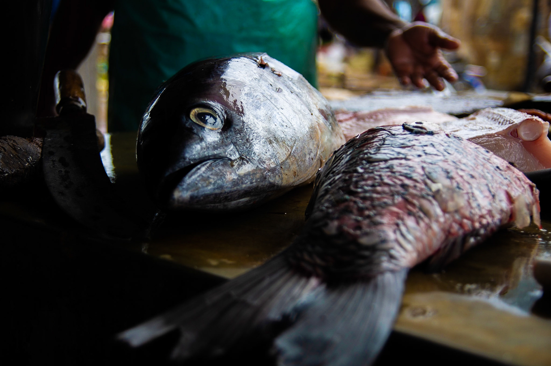 Thank you for all the fish