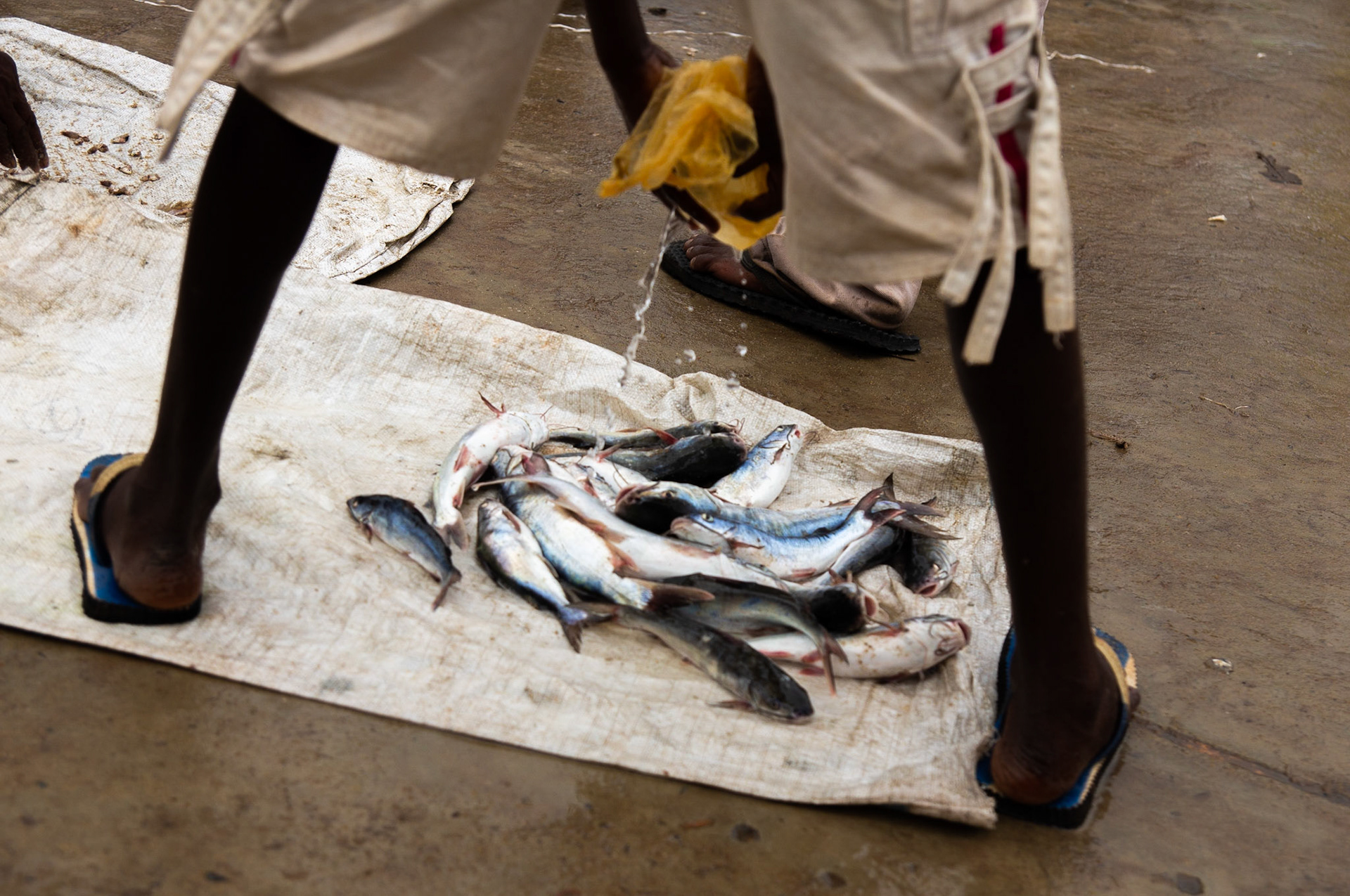 Thank you for all the fish