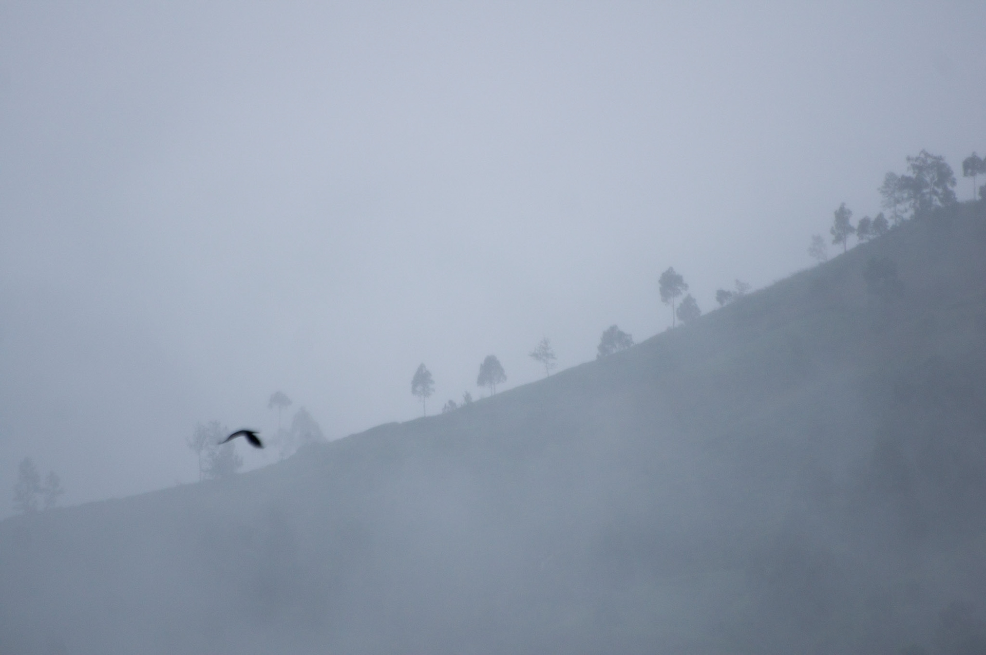 Dreamscape 5