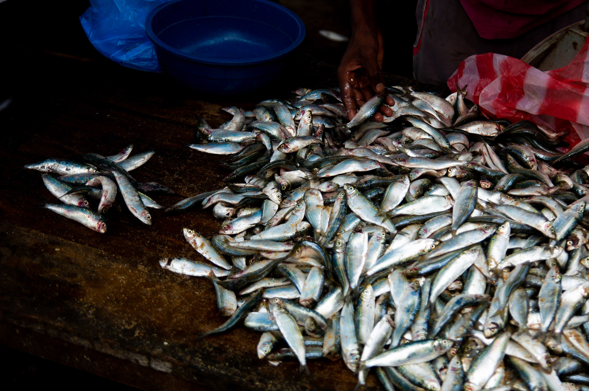 Thank you for all the fish