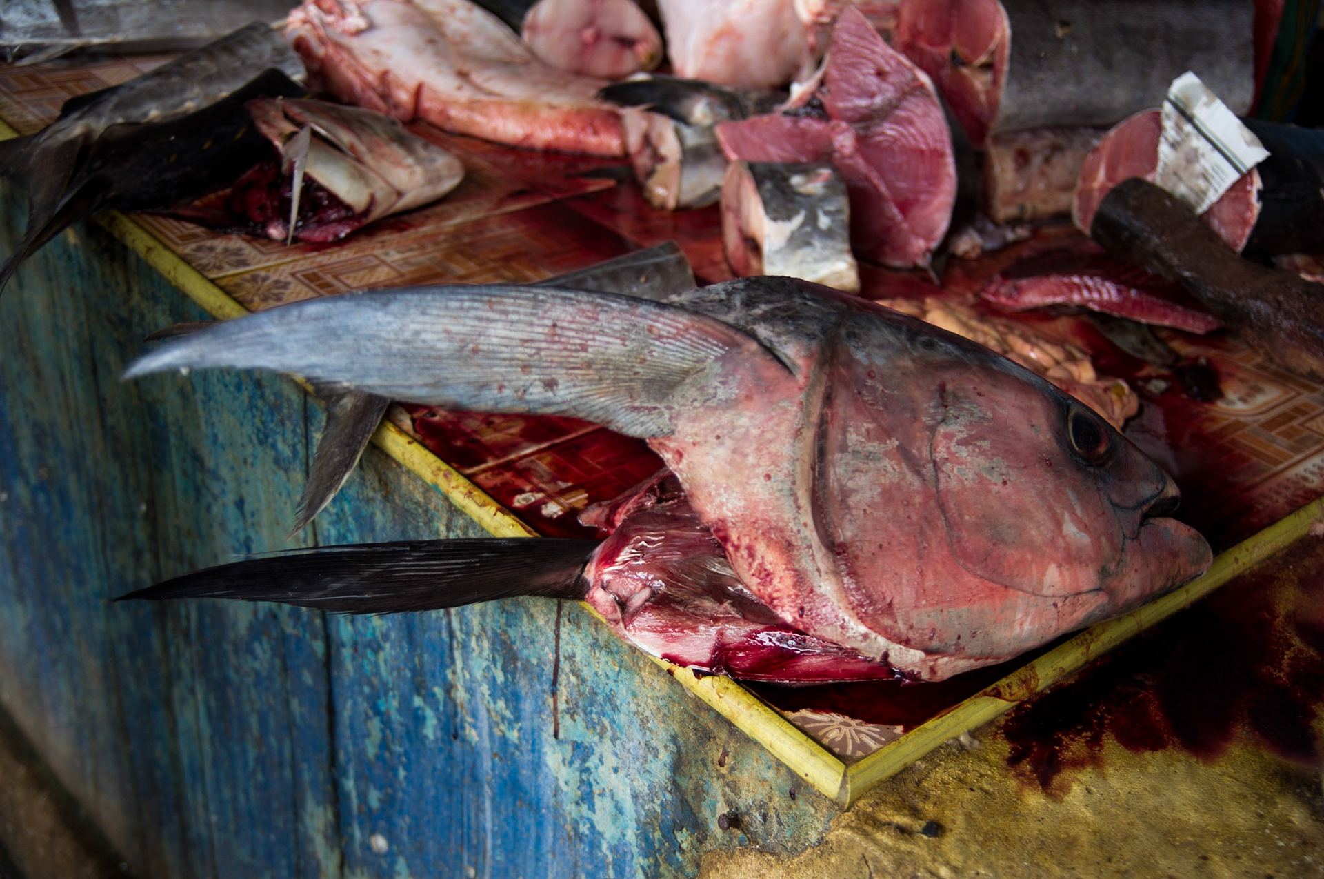 Thank you for all the fish