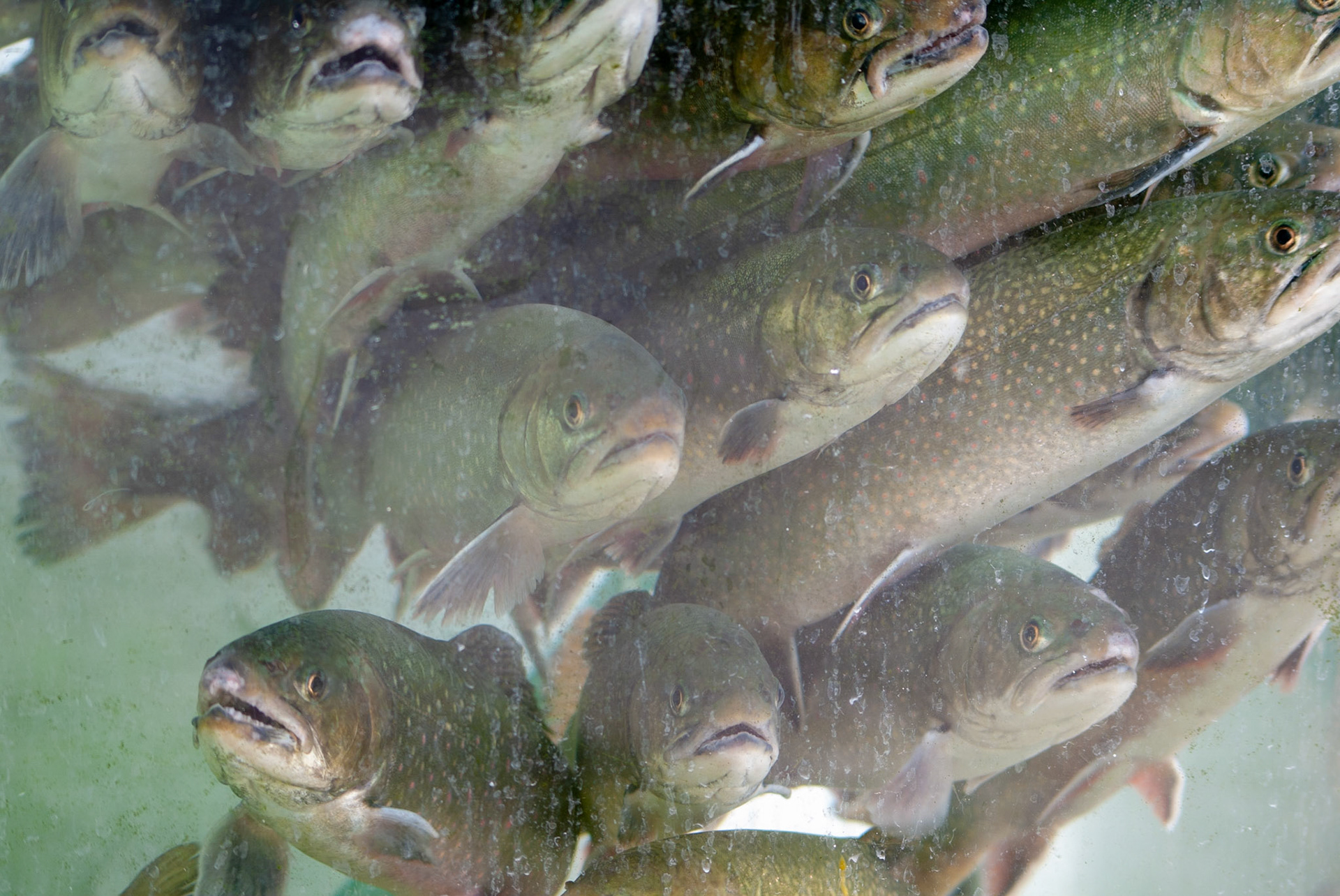 Thank you for all the fish