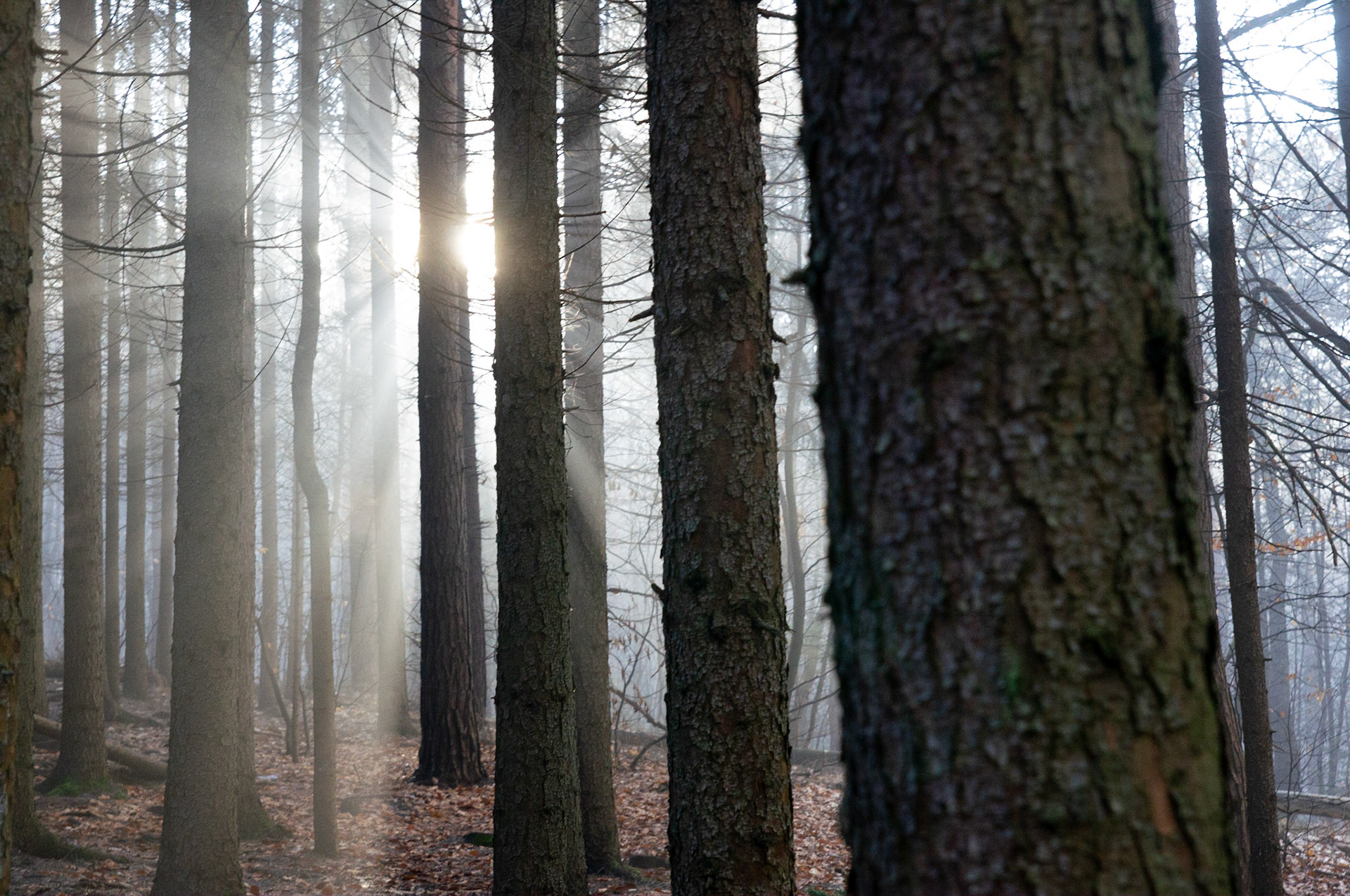 Shinning 4