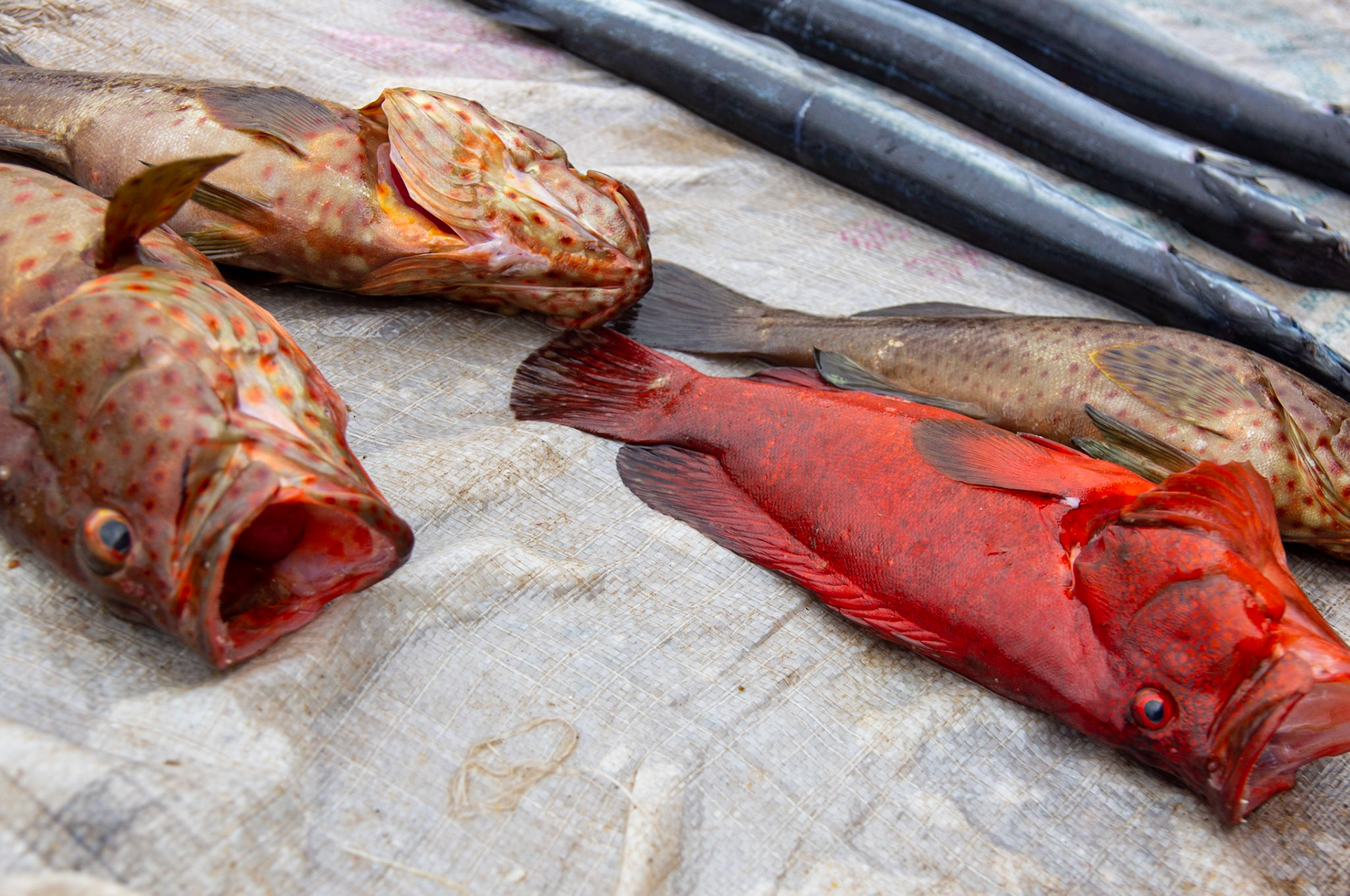 Thank you for all the fish