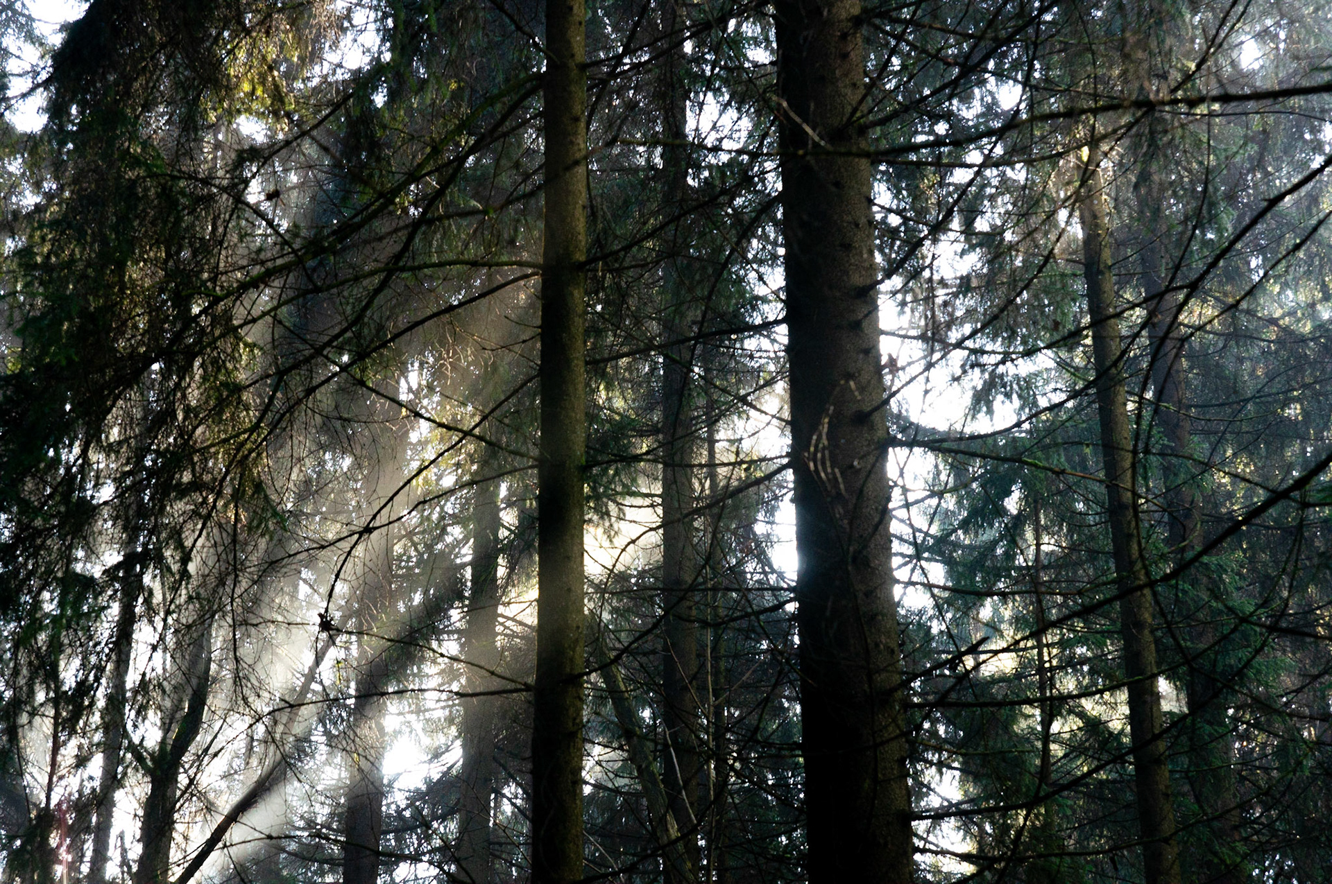 Shinning 6