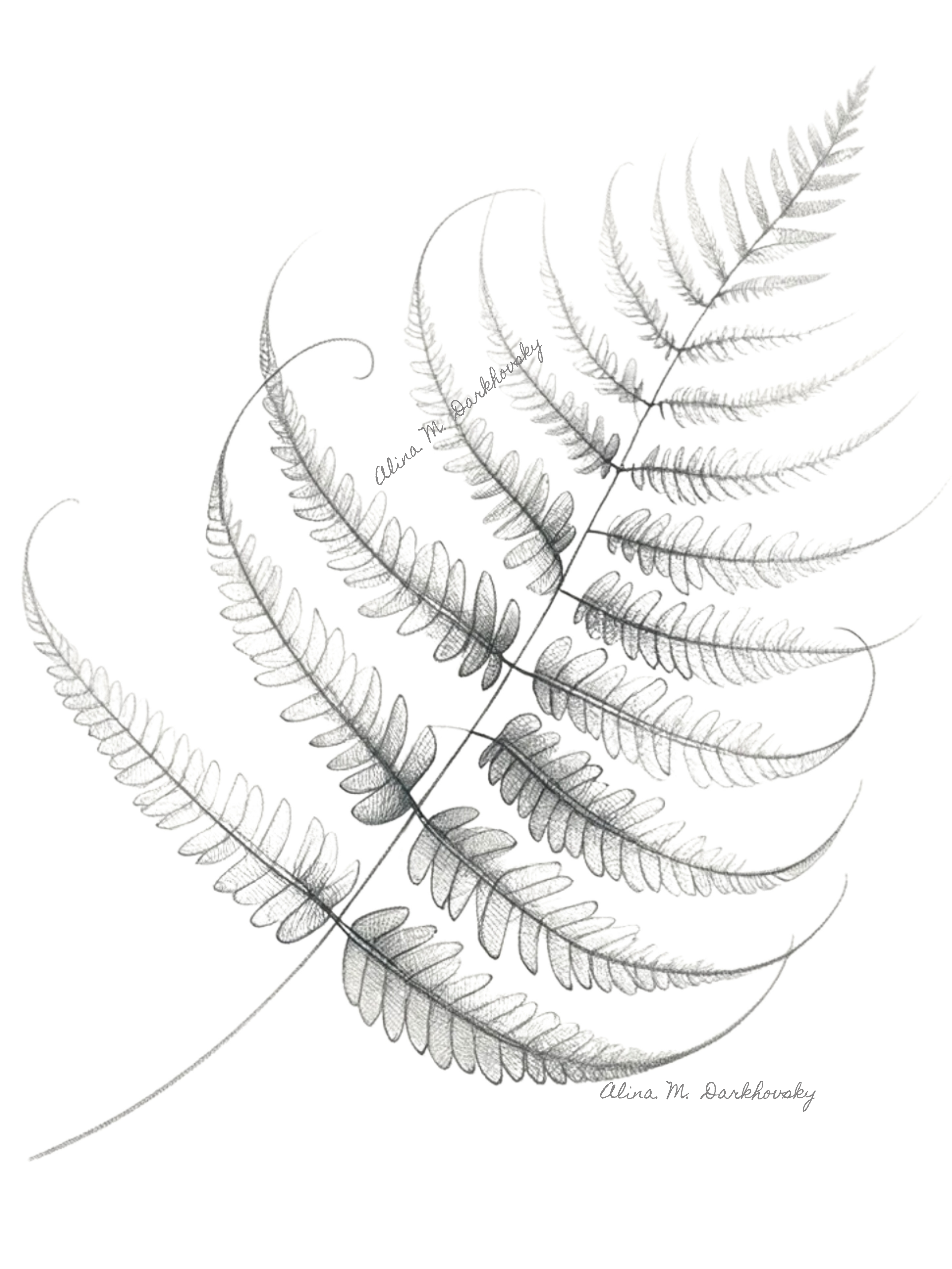 fern leaf sketch in pencil
