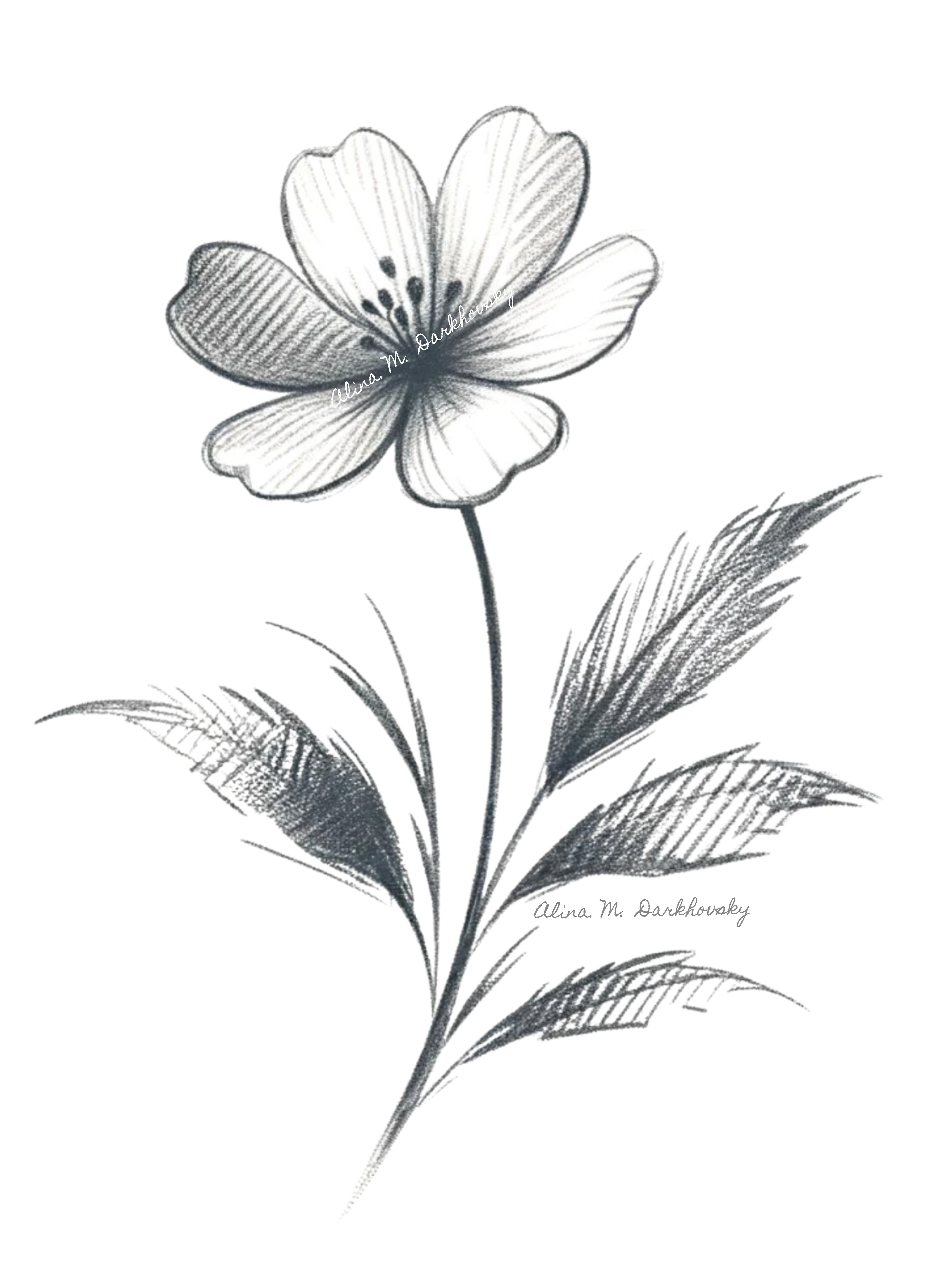 flower pencil sketch