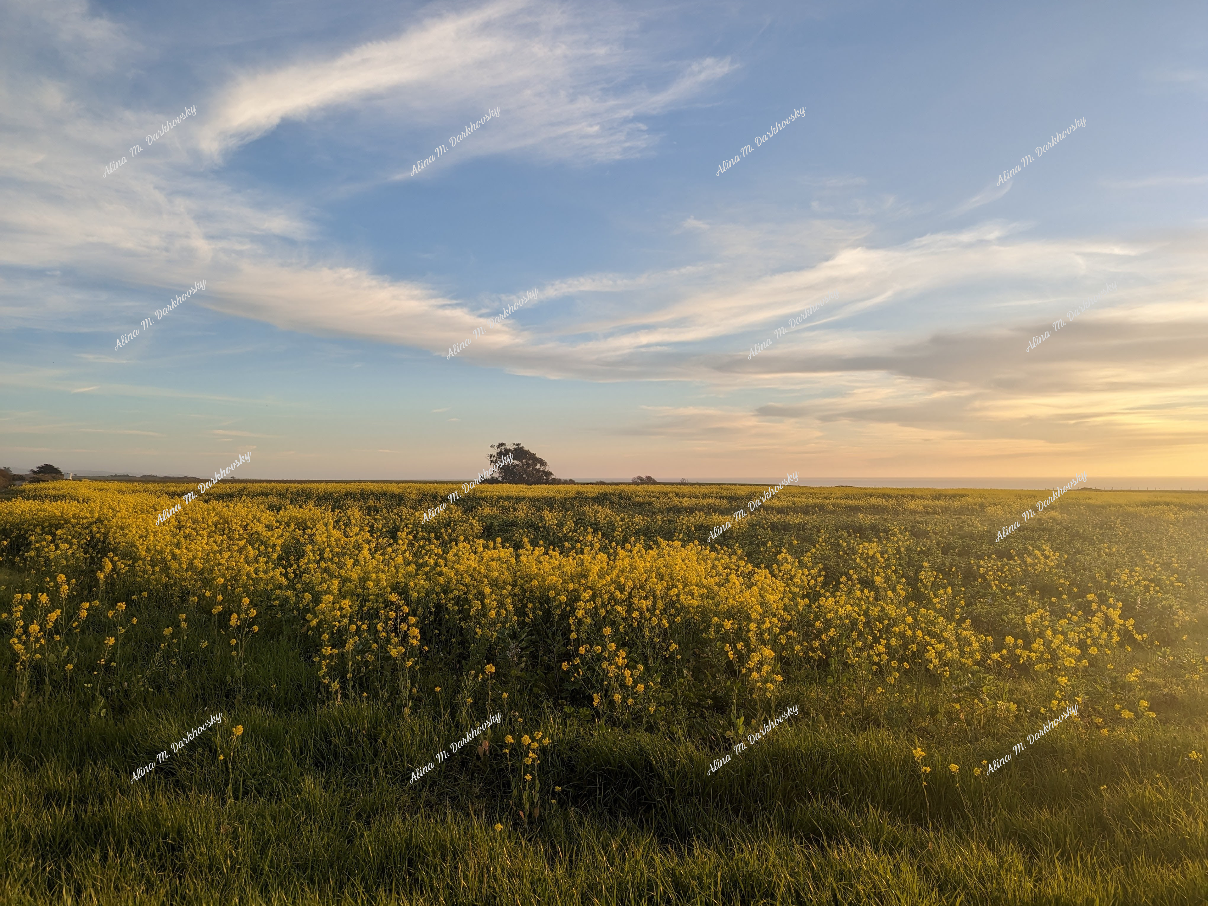 serene sunset landscape, Half Moon Bay farm field, Cowell-Purisima Trail, farmland, coastal wildflowers, tranquility,  Northern California, horizon, picturesque scene, golden hour harmony