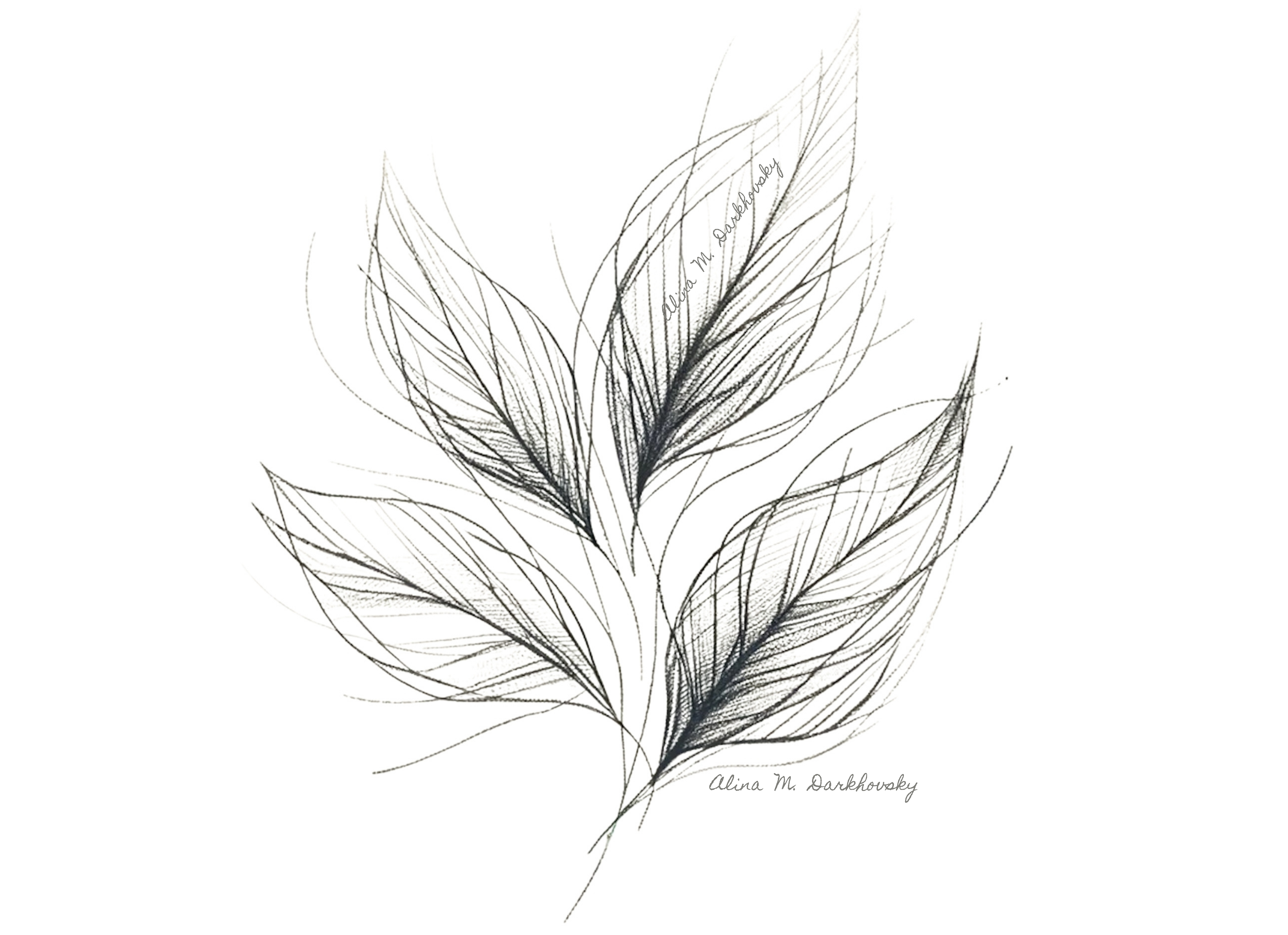 leaf pencil sketch