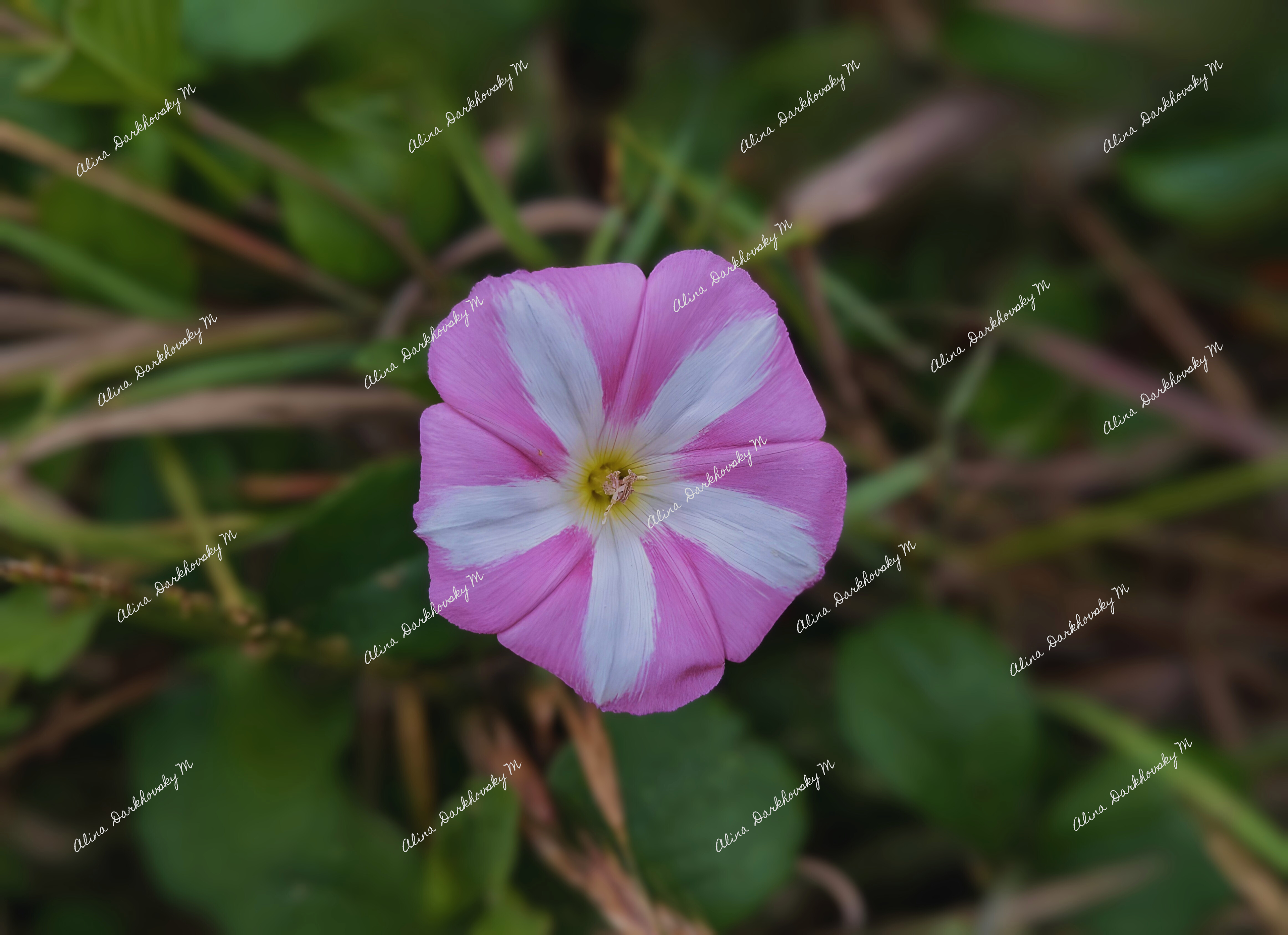 candy cane-striped field bindweed flower in pink and white,  flowers, flora, flower photos, nature