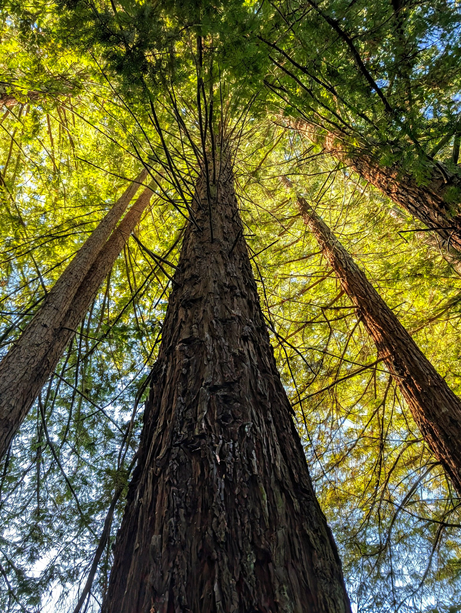 Reinhardt Redwood Regional Park, redwood, giant sequoia tree, majestic redwood tree: a view from below