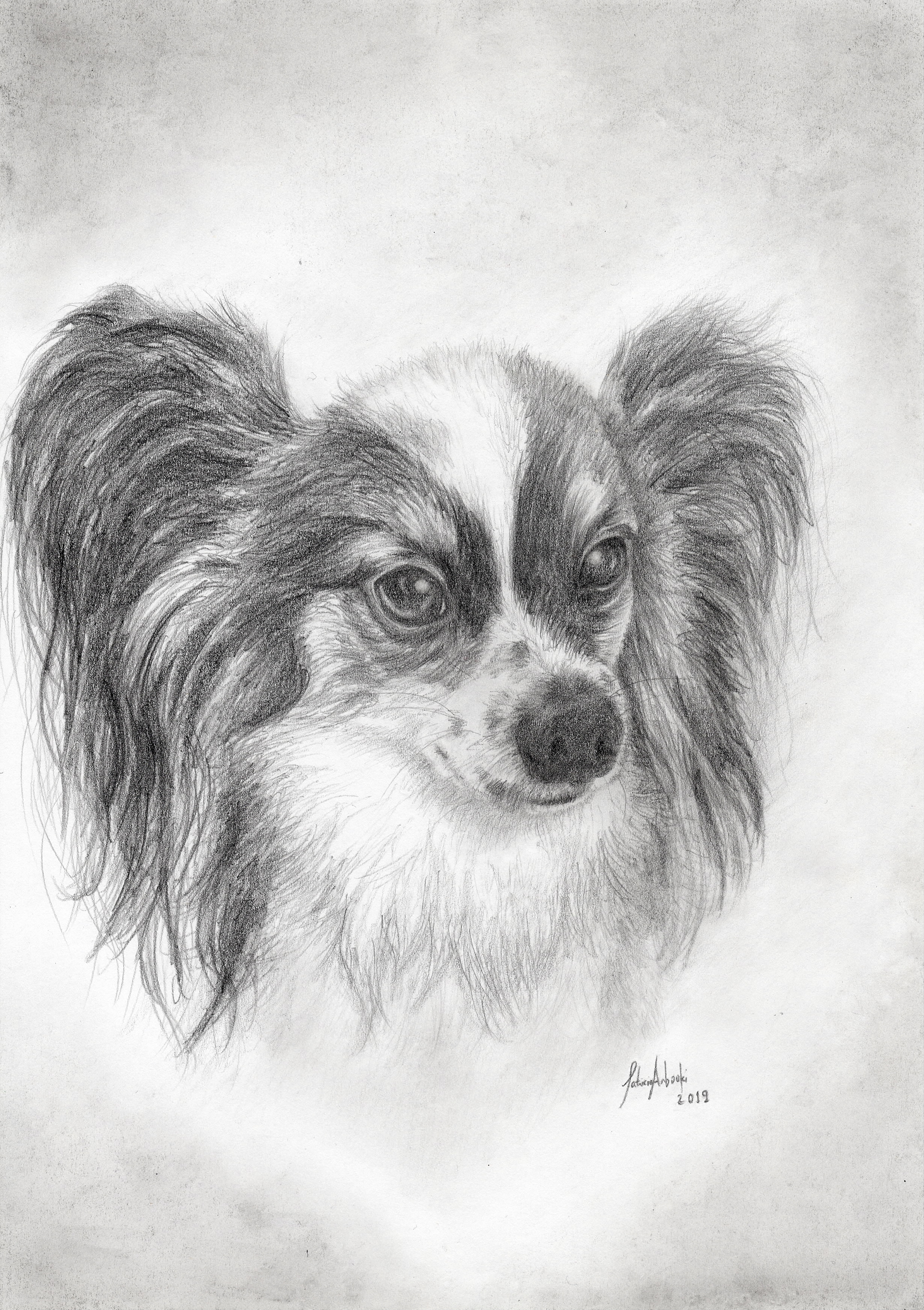Pencil drawing "Papillon" dog