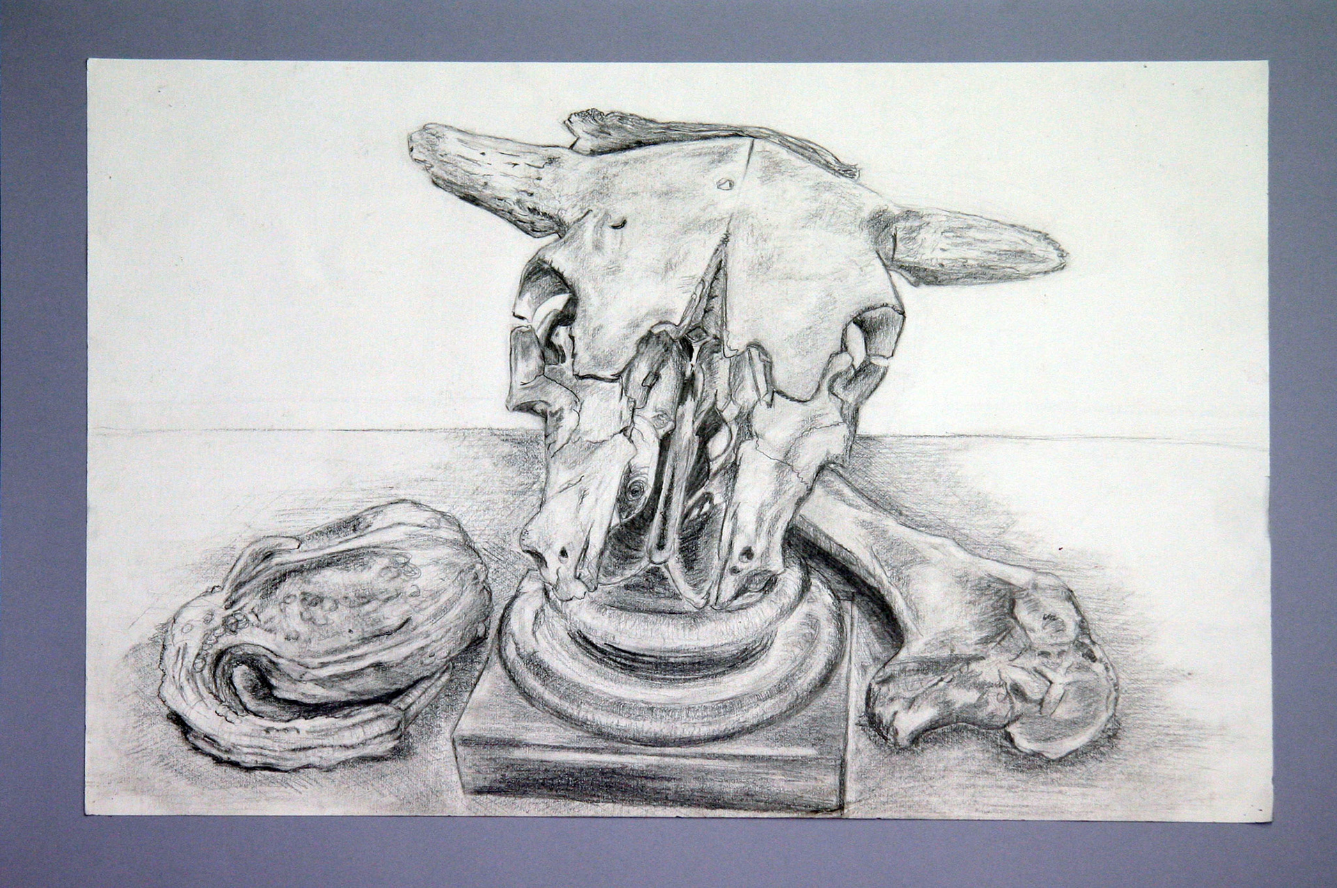 Still life - animal skull