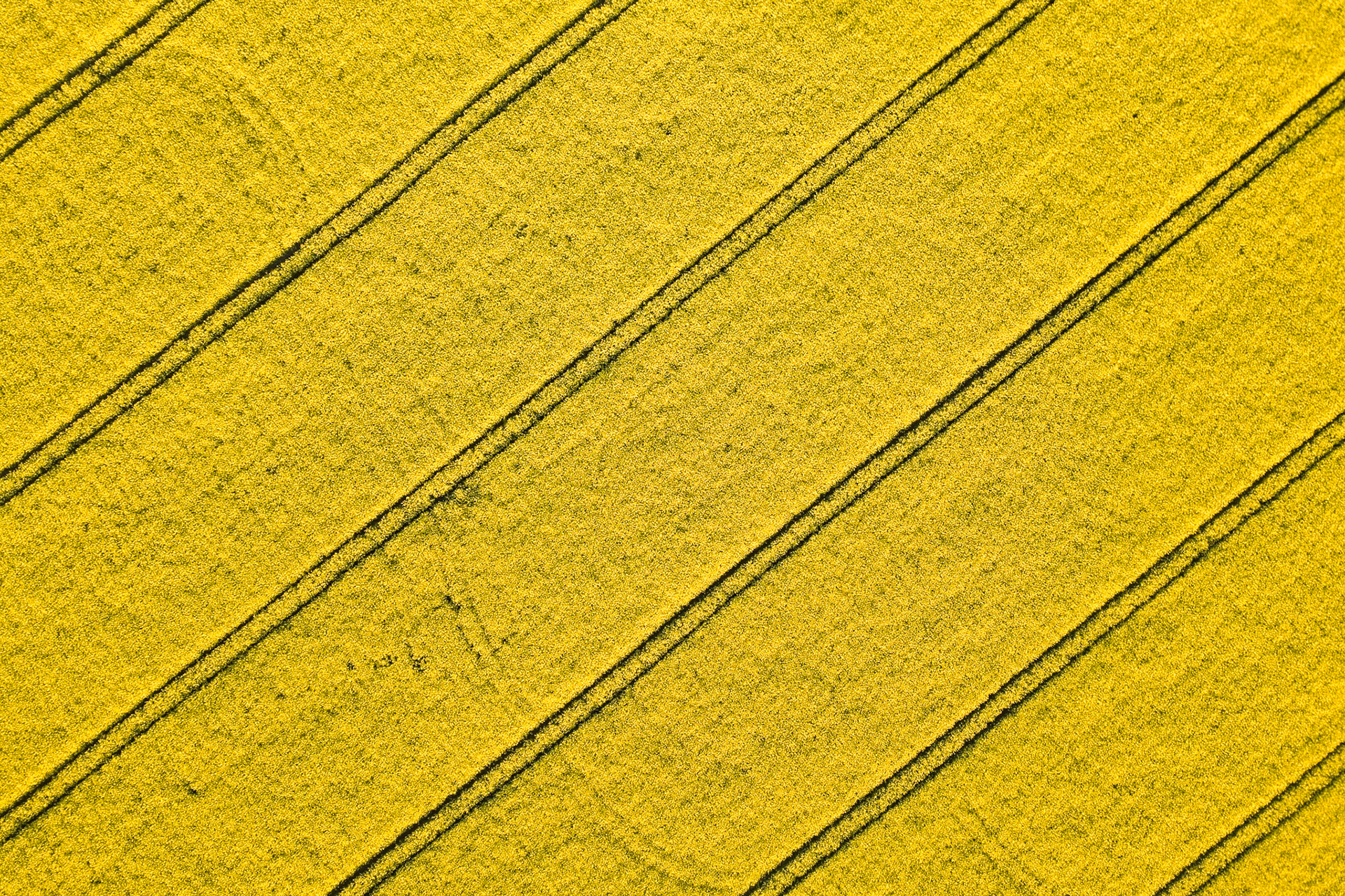 Aerial drone view of a yellow rapeseed field.
