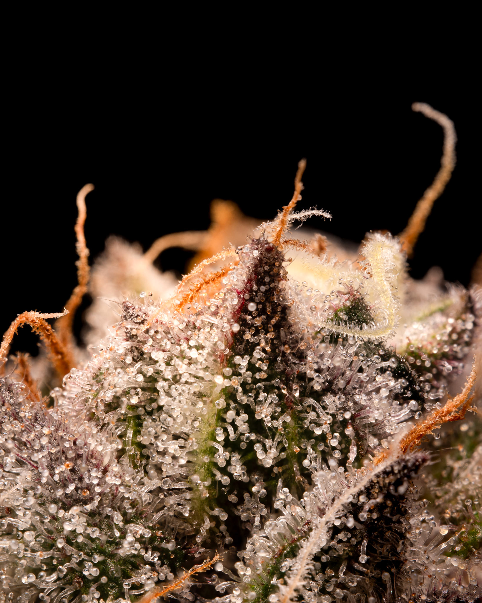 Scarlet Fever - Tokesly