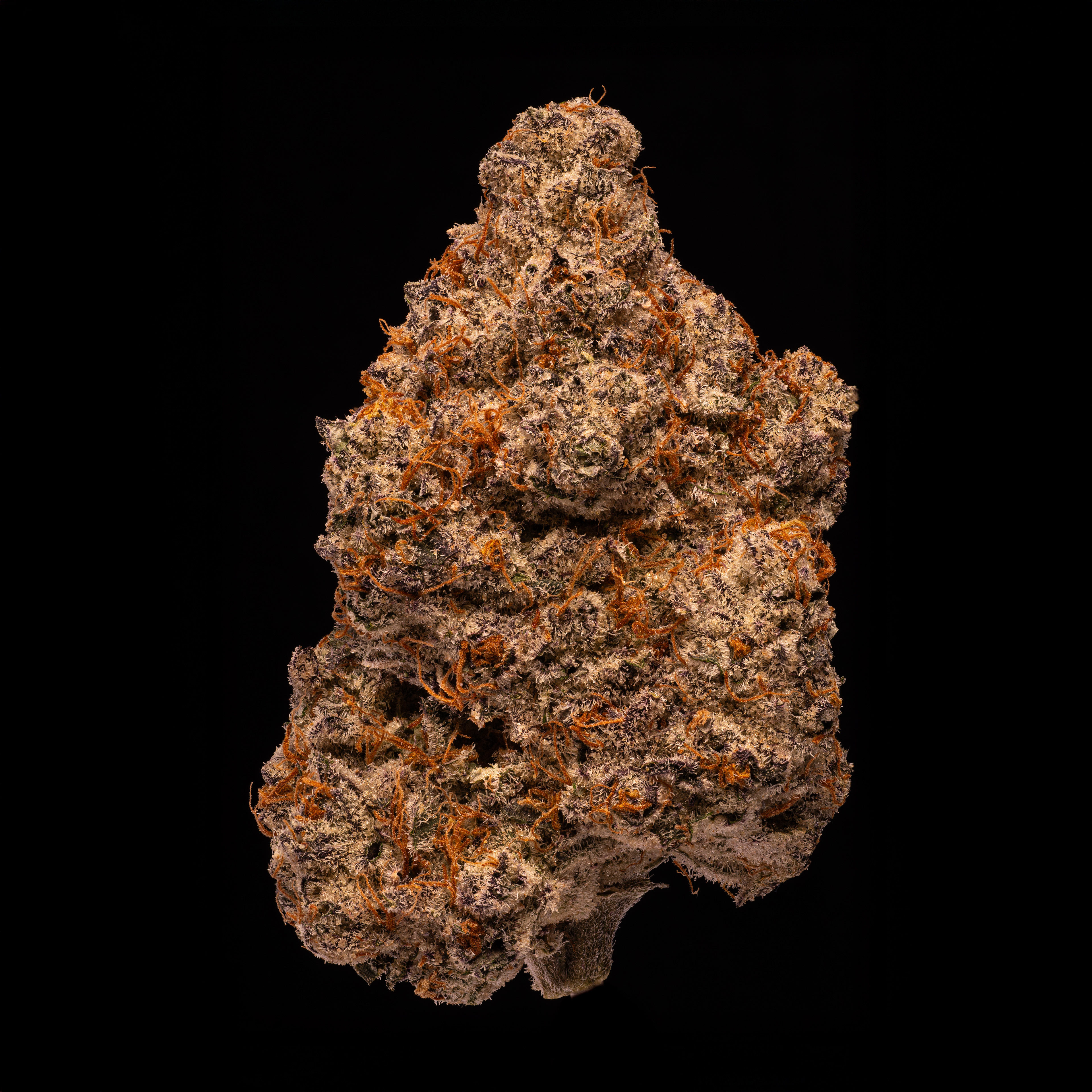 Greasy Gary - Hamilton Farms