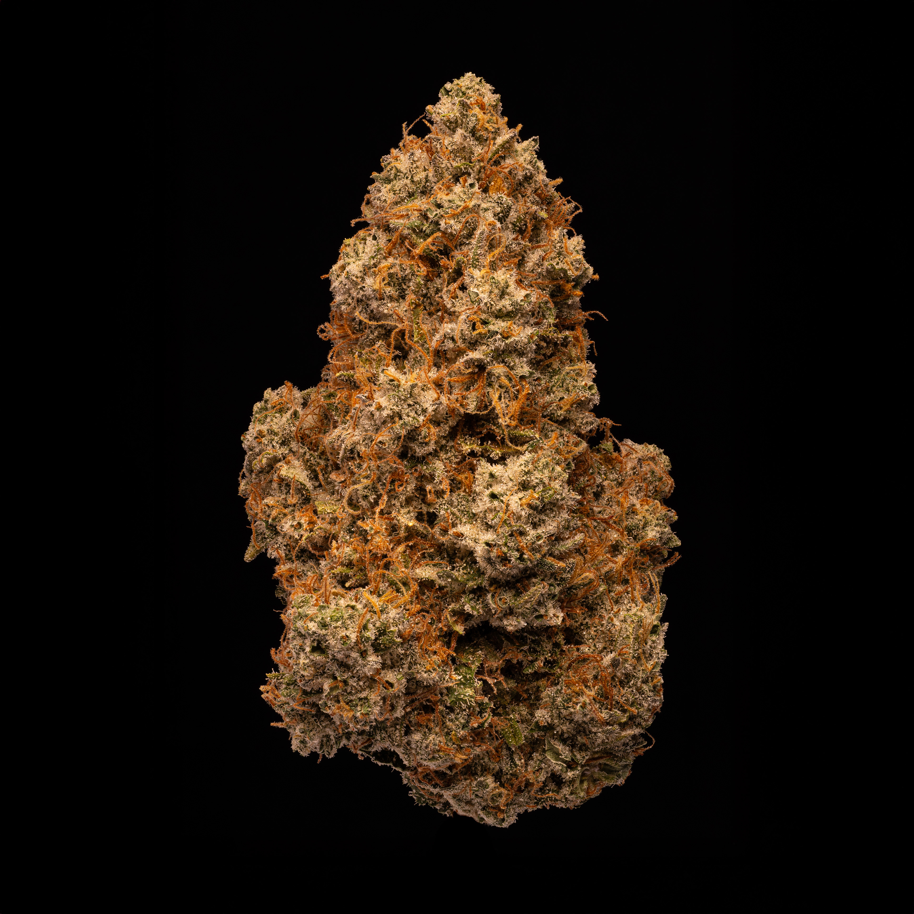 Panama Red - Hamilton Farms