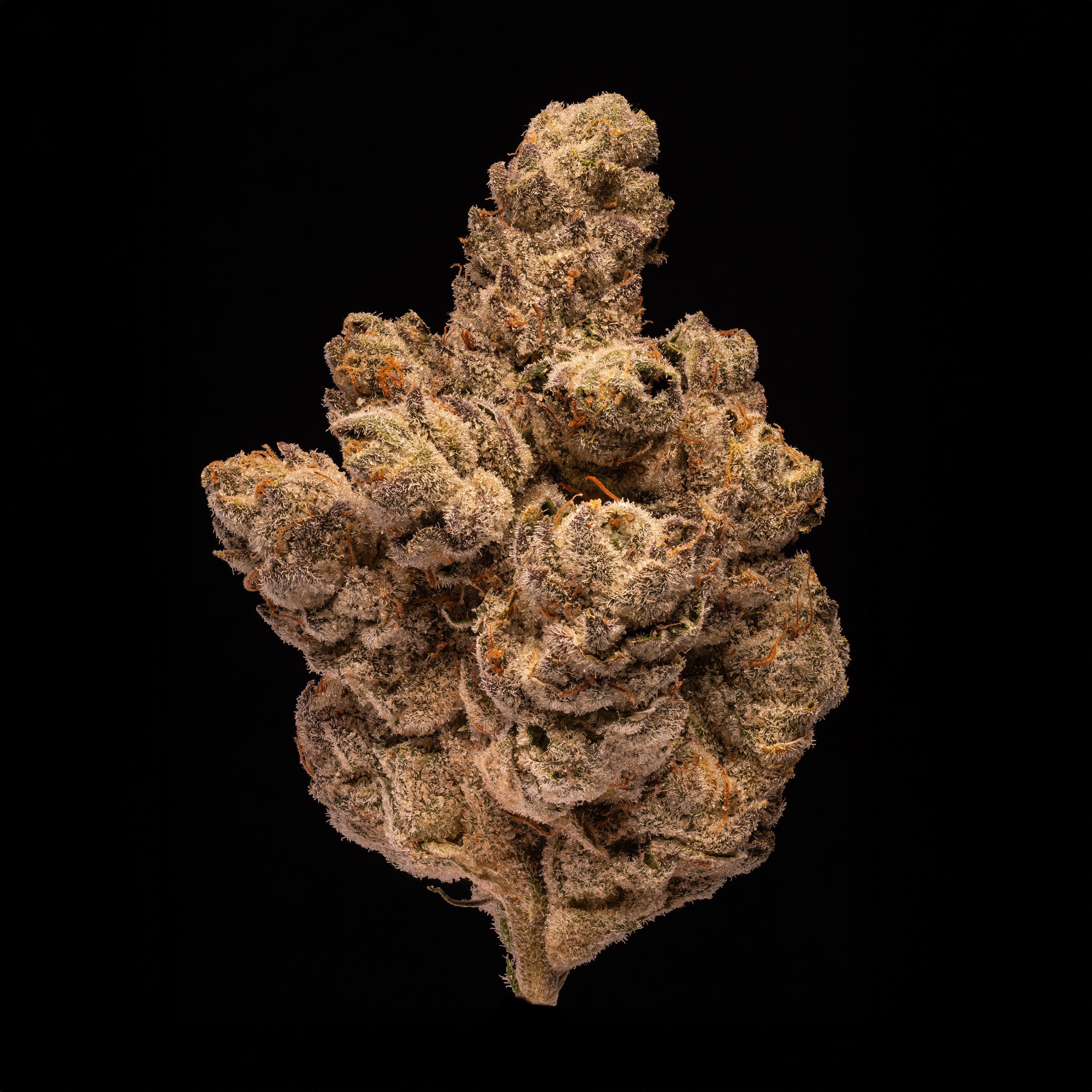 Dark Krystal - Hamilton Farms