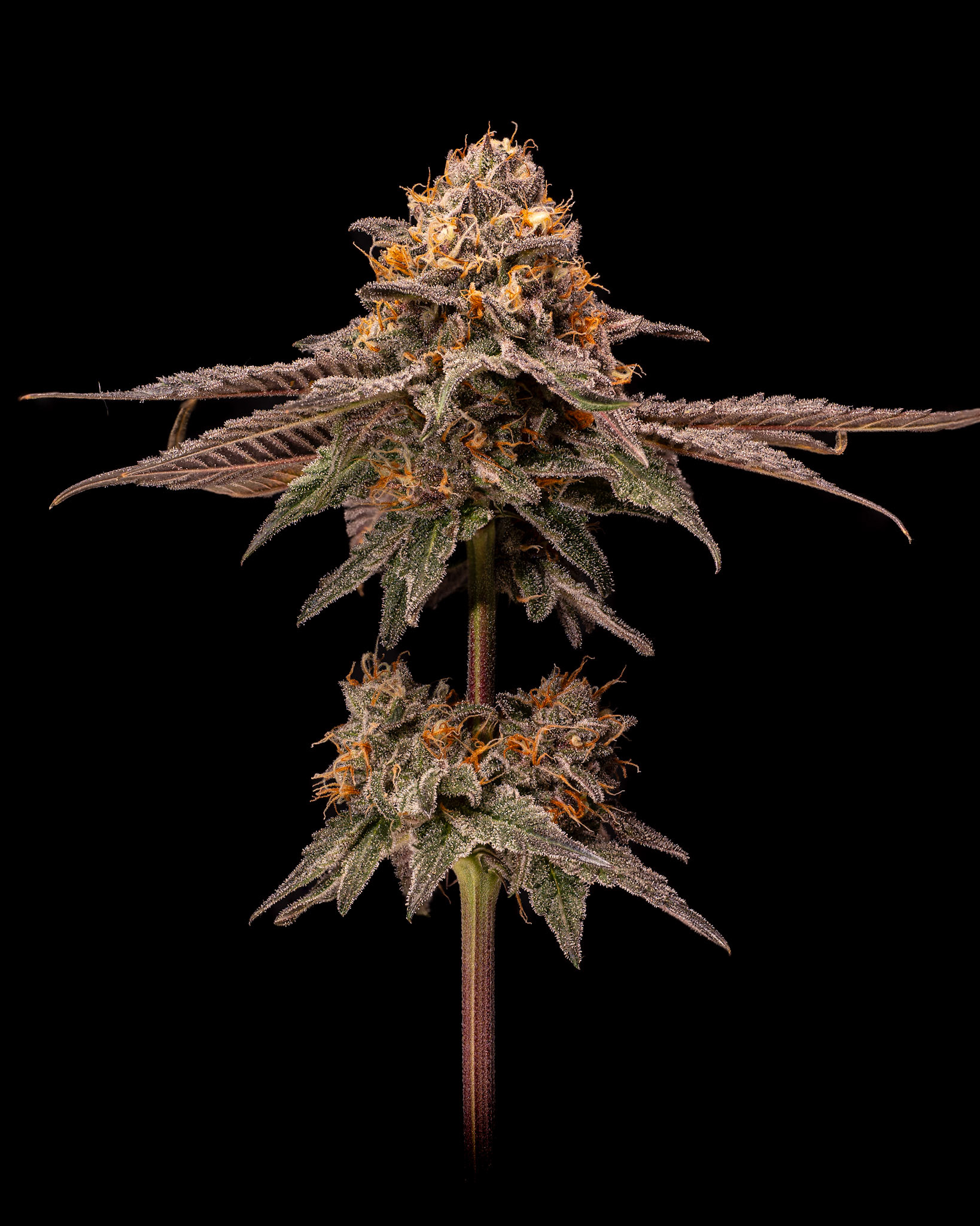 Scarlet Fever - Tokesly