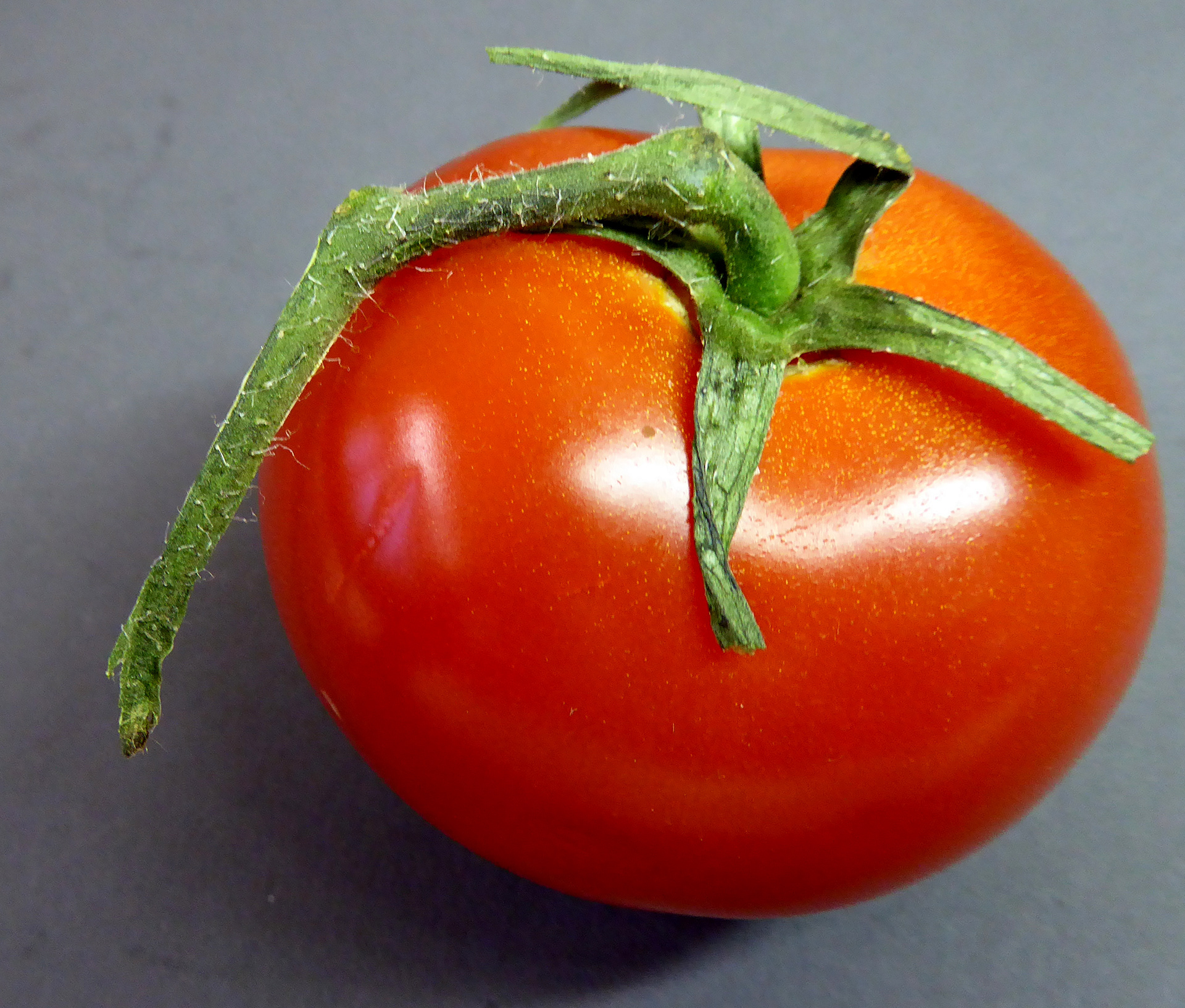 Tomate
