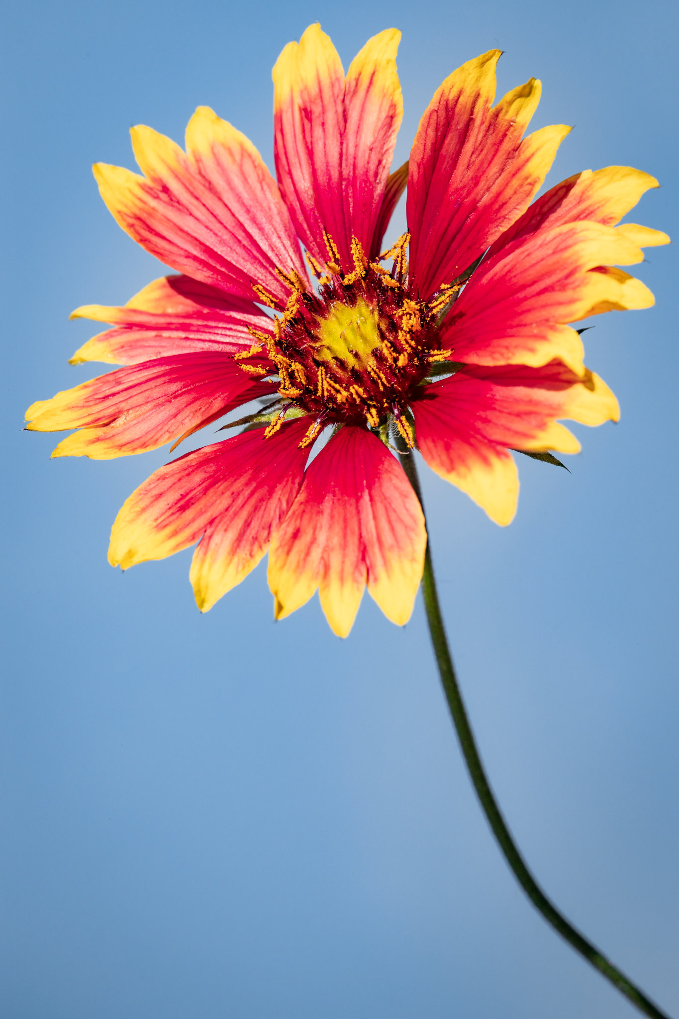 Wild flower from the home garden, Kew