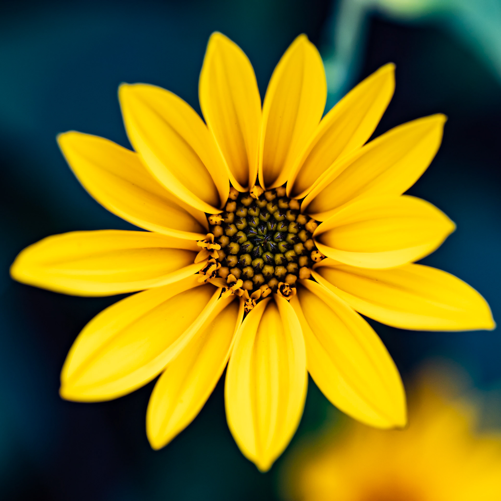 African Daisy, Kew Gardens