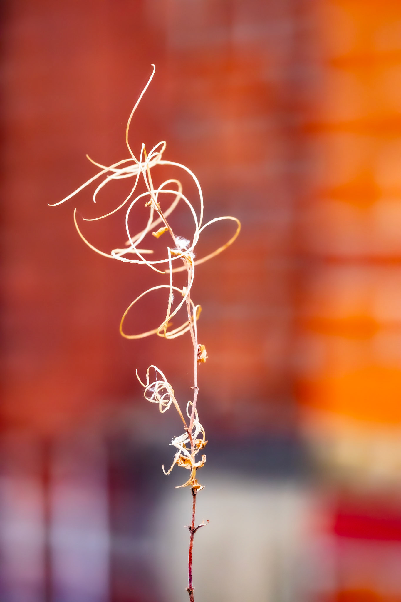 Autumn’s drying flower, Kew