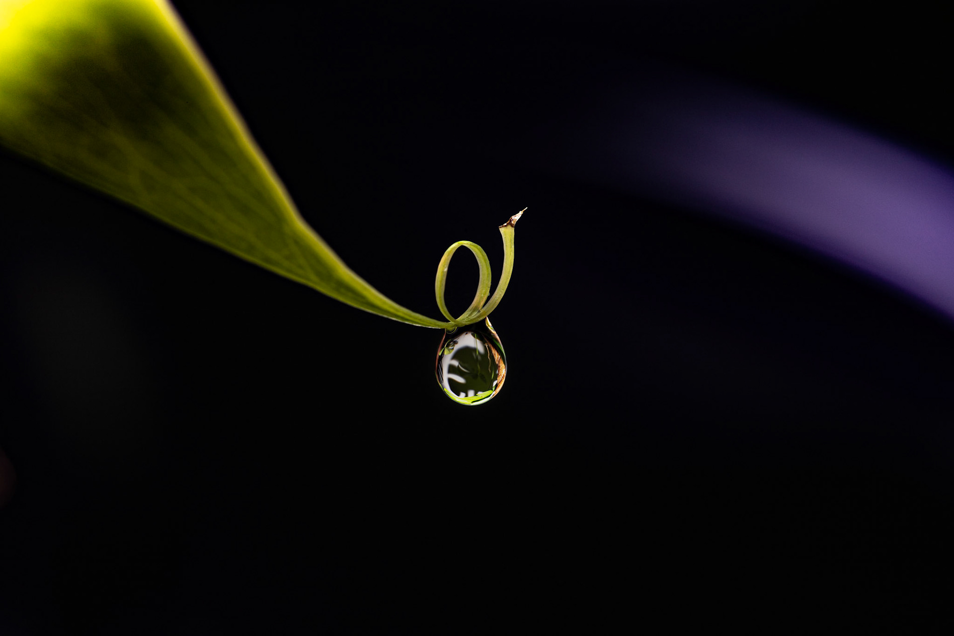 Droplet On The Monstera II