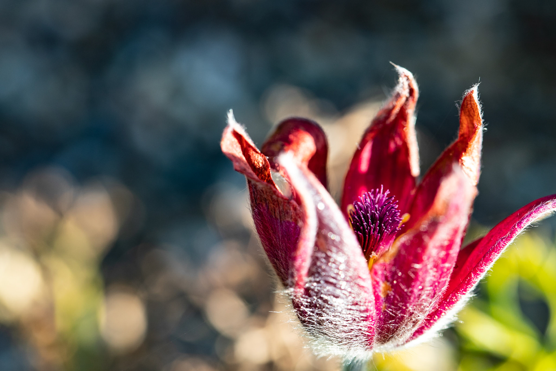 Flower in bright lights of the autumn, Kew Gardens