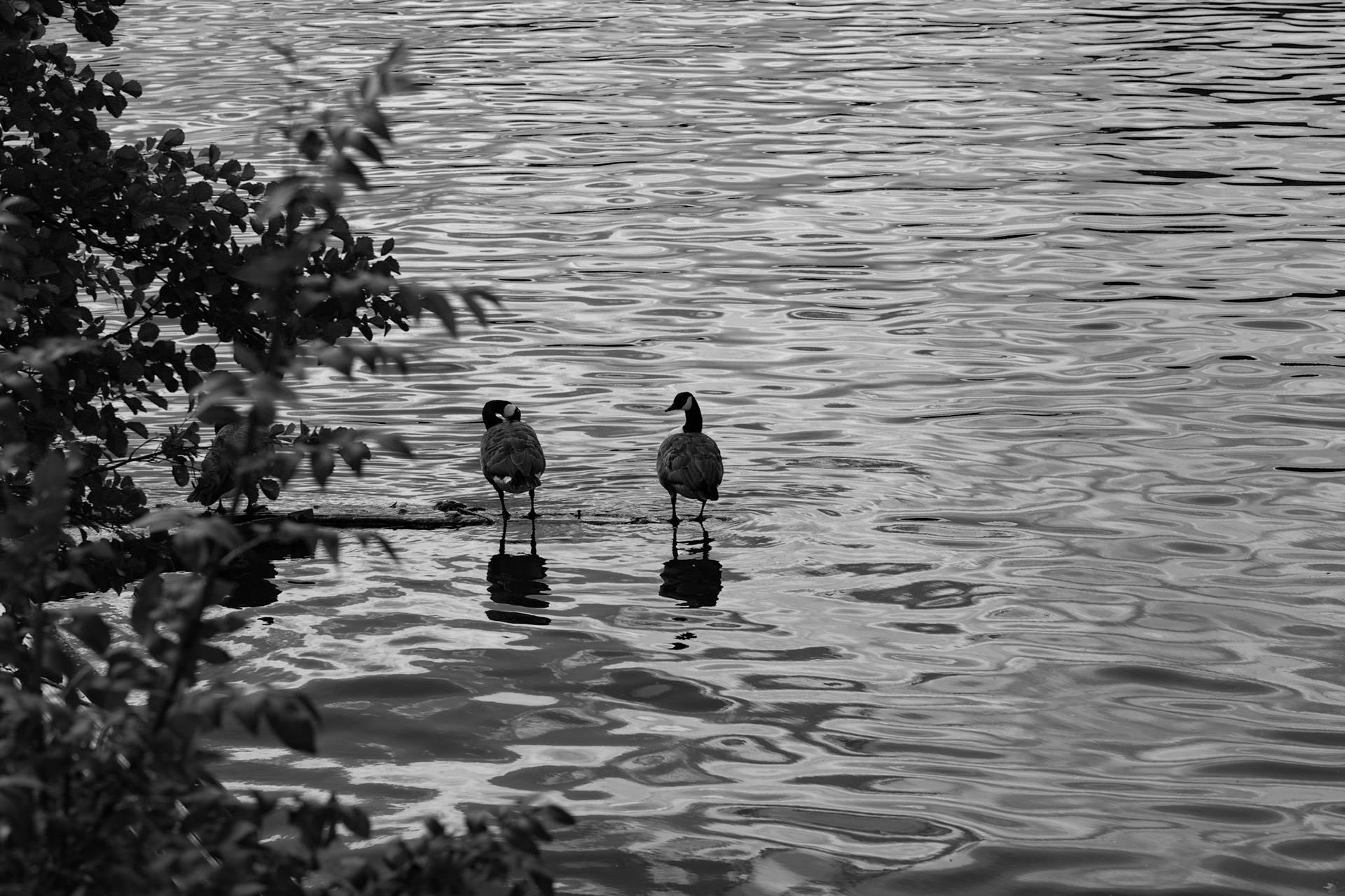 Riverside of the Thames, Kingston