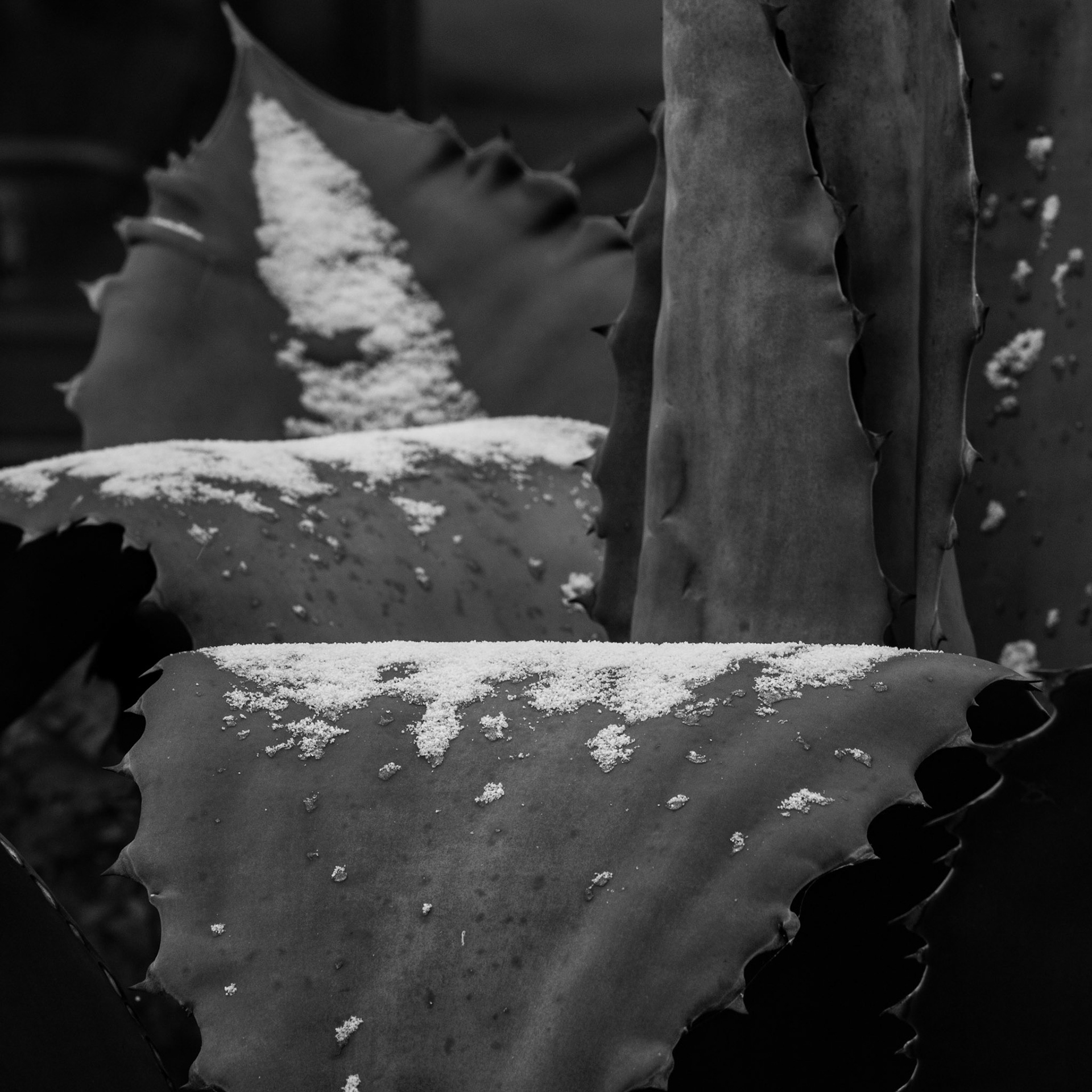 Winter in the garden, Kew Gardens